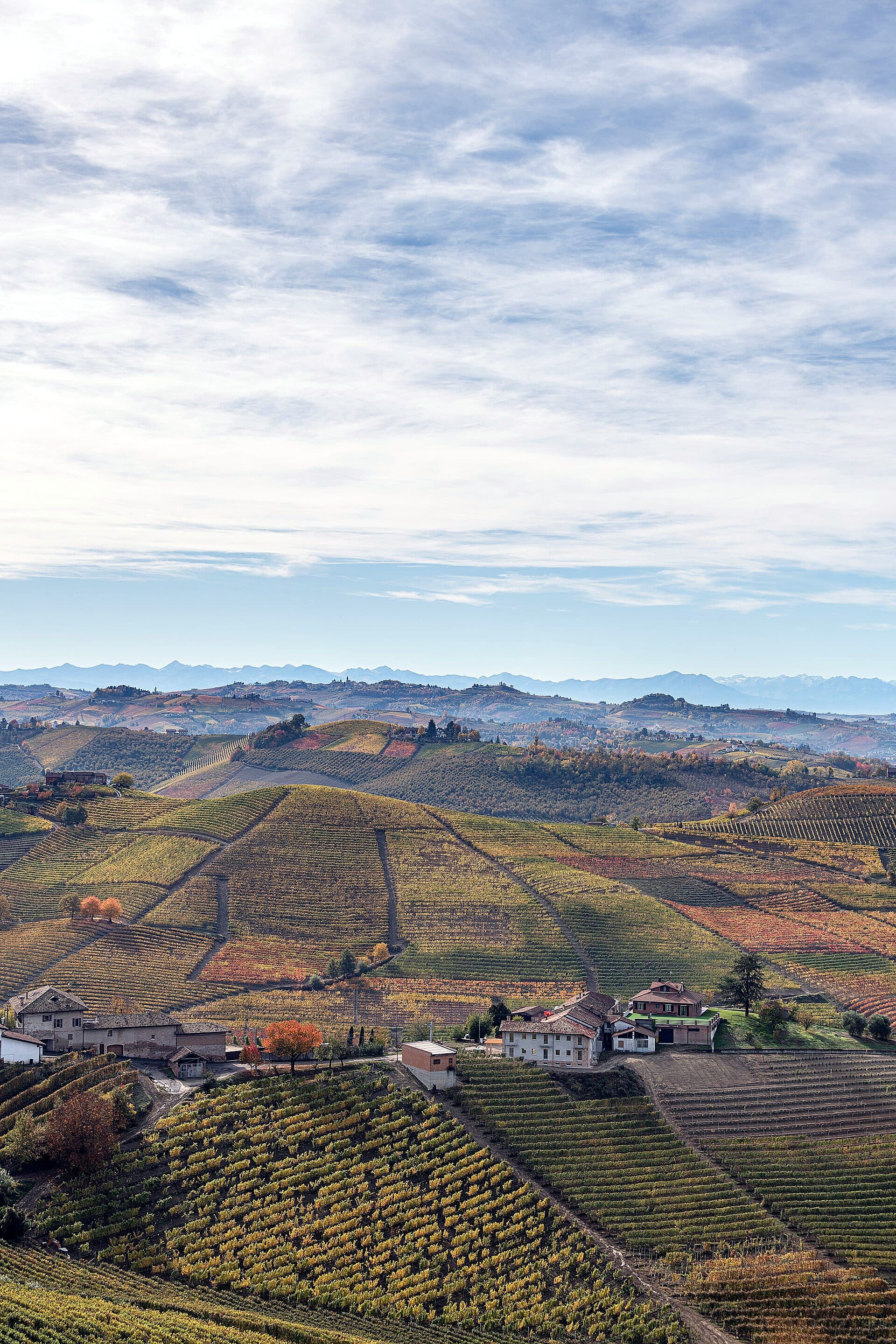 Steep rows of vines in the Barbaresco vineyards near Cuneo, Piedmont