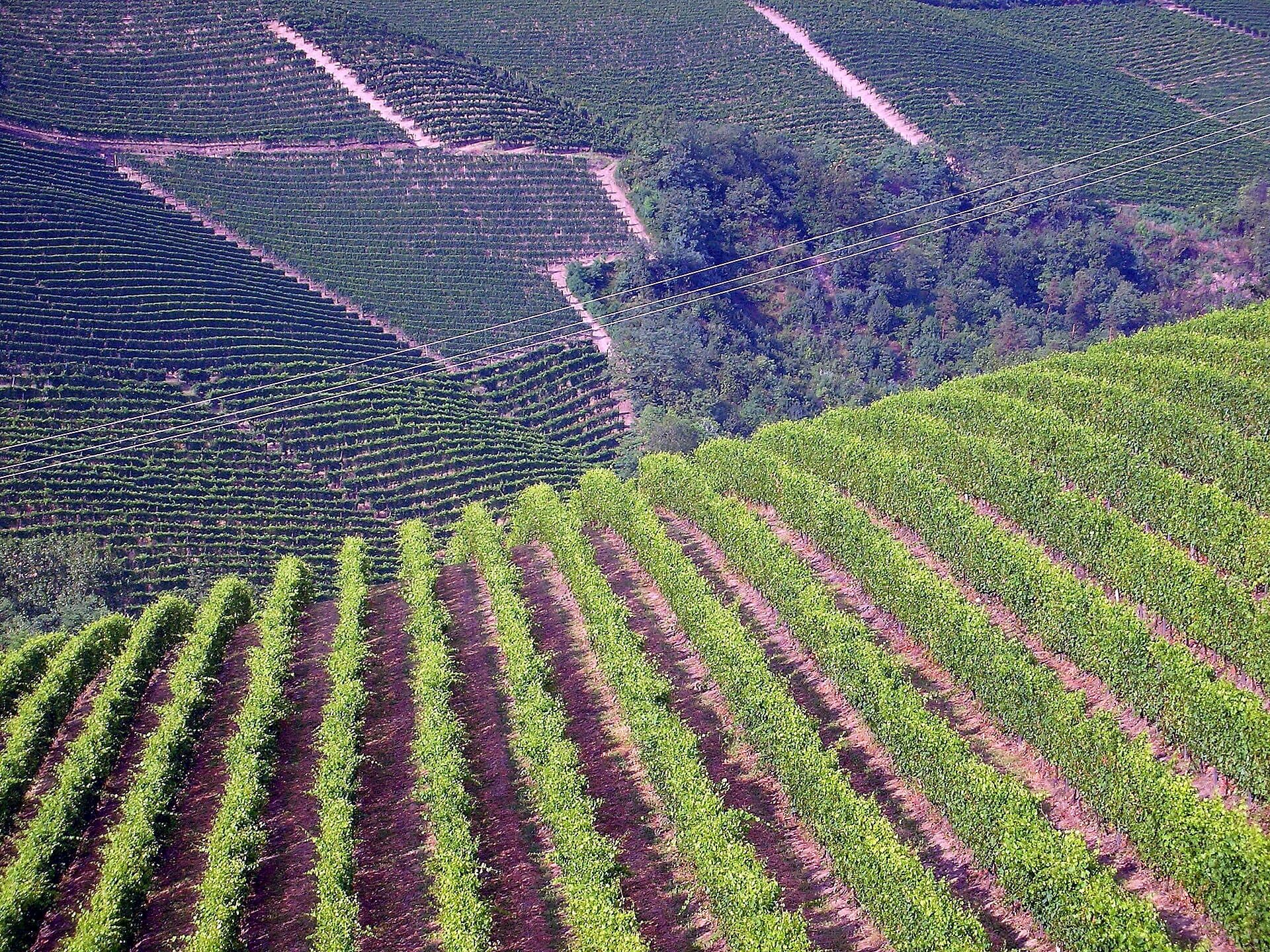 The undulating vineyard hills of the Langhe in Piedmont