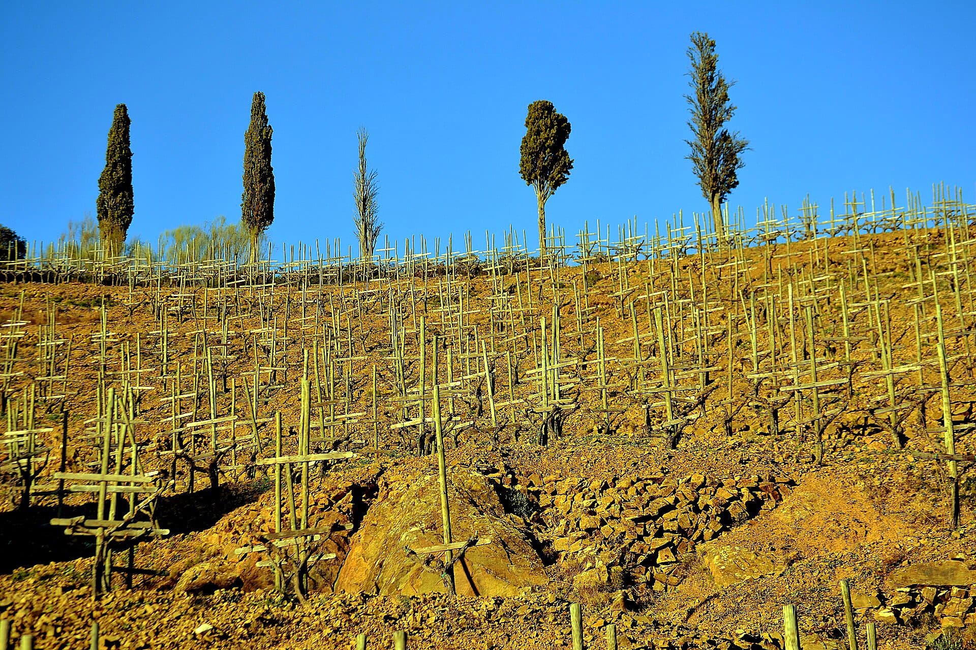 Terraced vines climbing a Priorat hillside near Gratallops, with a cypress tree