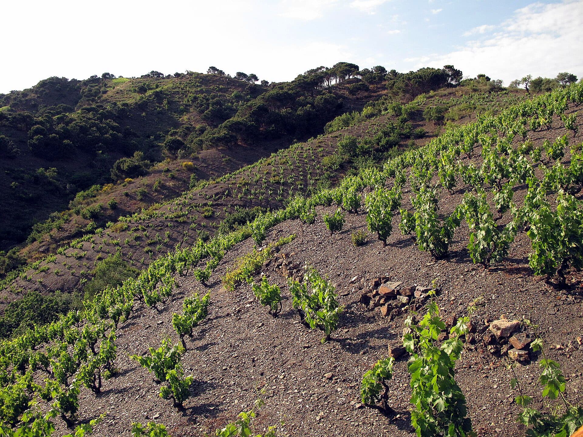 Terraced vineyards on the hills around Porrera in Priorat
