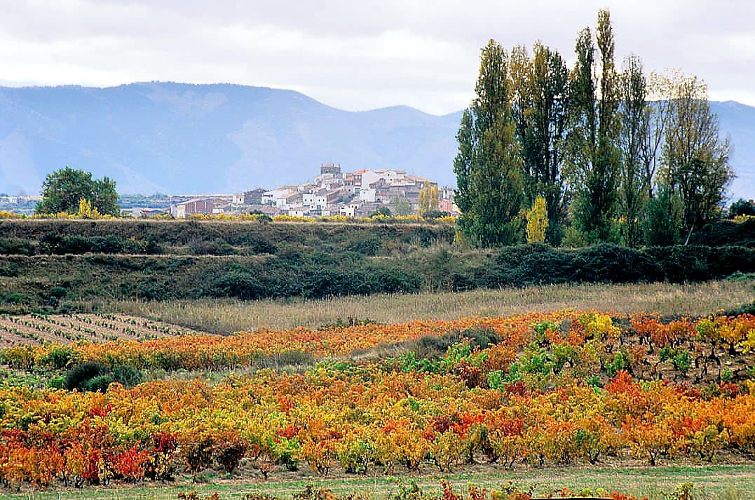 A patchwork of autumn vineyards with a village in the Rioja countryside, Spain