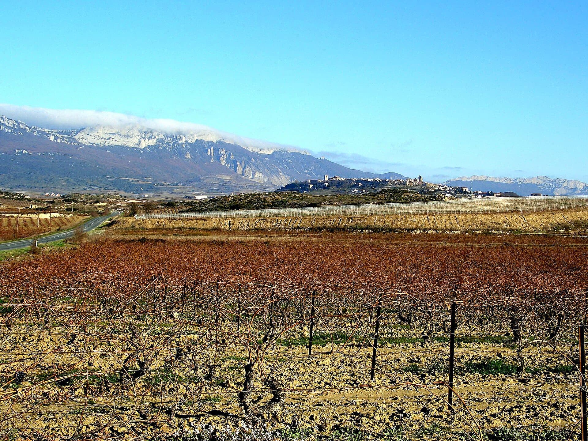 Vineyards in front of the hilltop town of Laguardia with snow-capped mountains beyond, Rioja