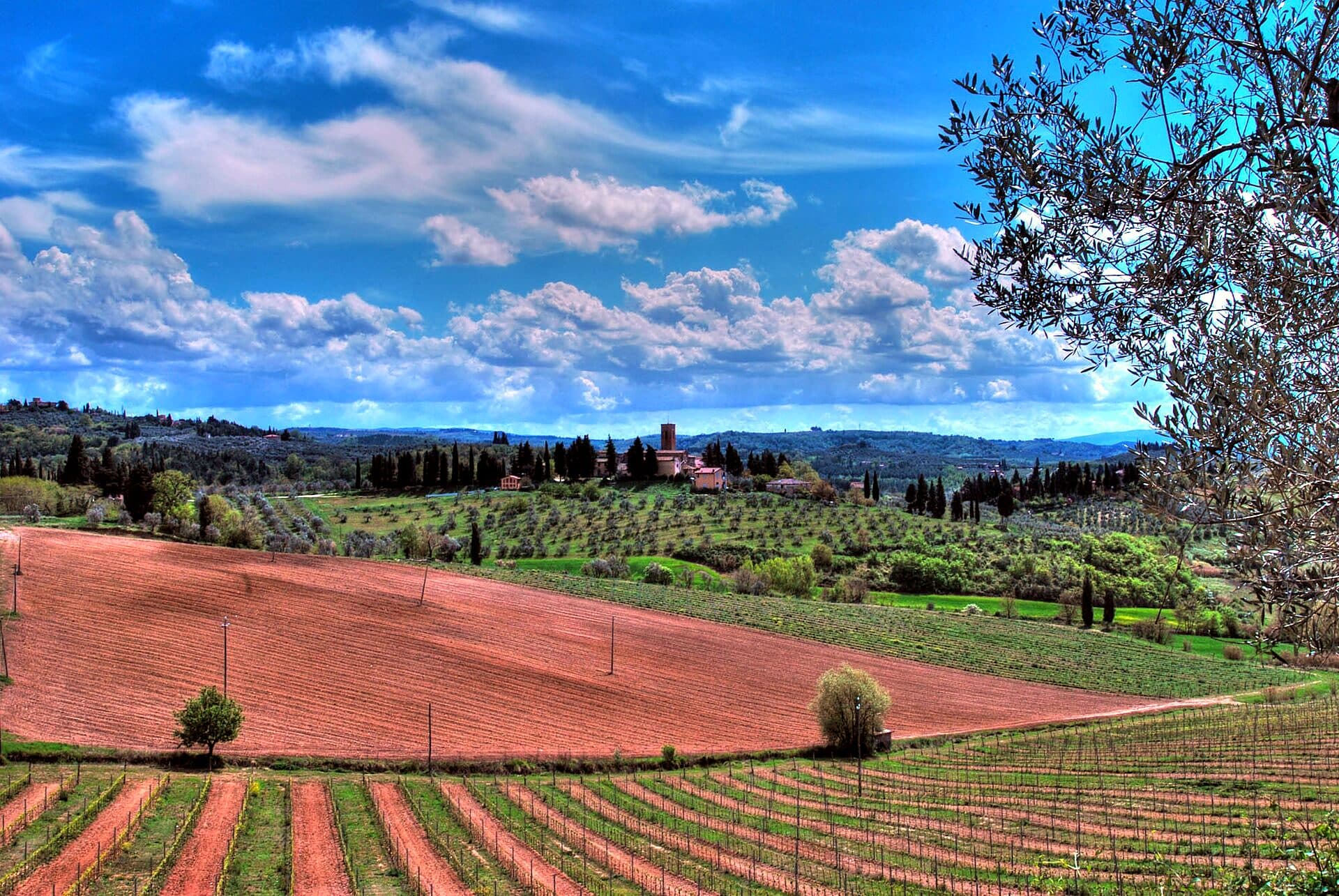 Rolling Tuscan hills patterned with vineyards and a line of cypress trees