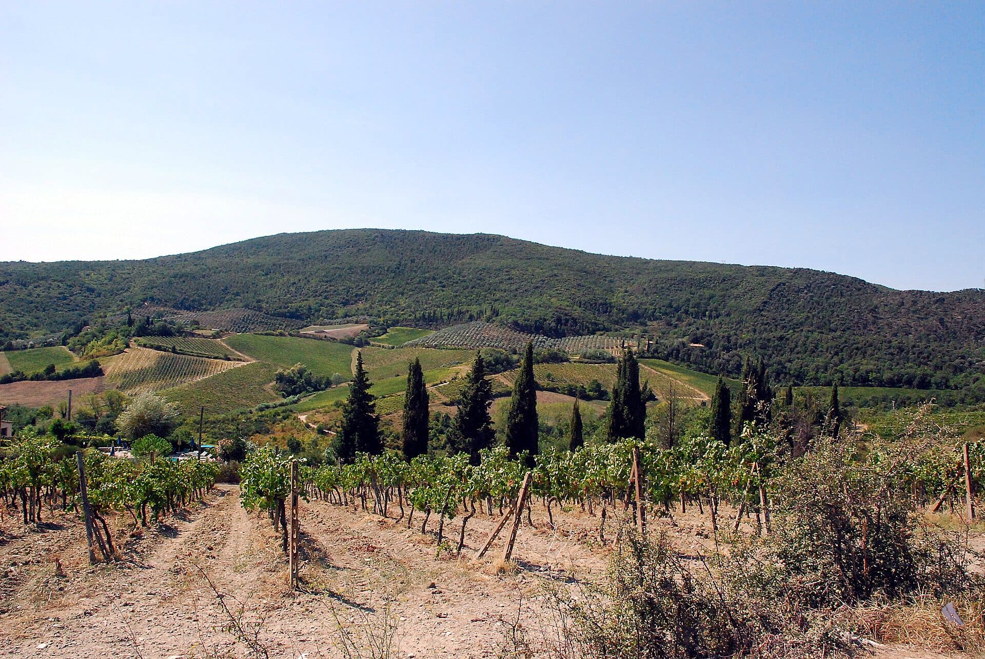A Tuscan vineyard bordered by tall cypress trees