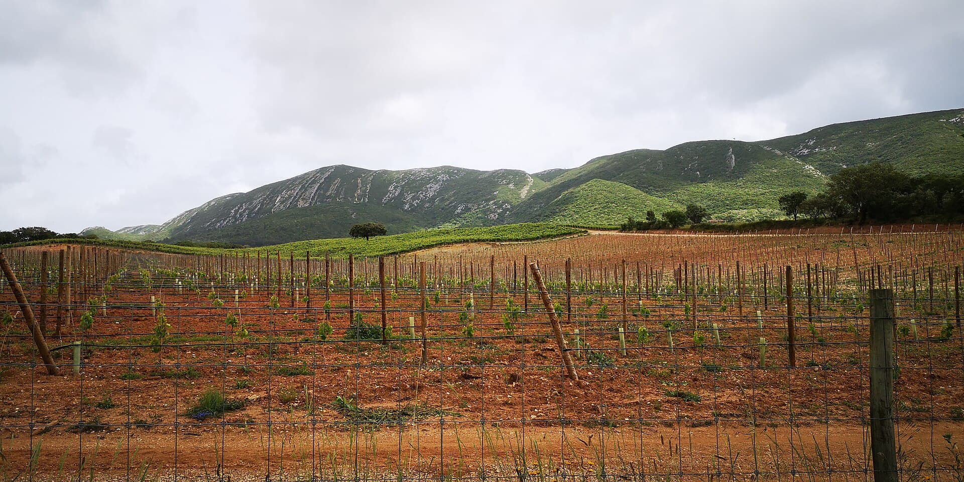 Young vines on red soil at the foot of the Serra da Arrábida