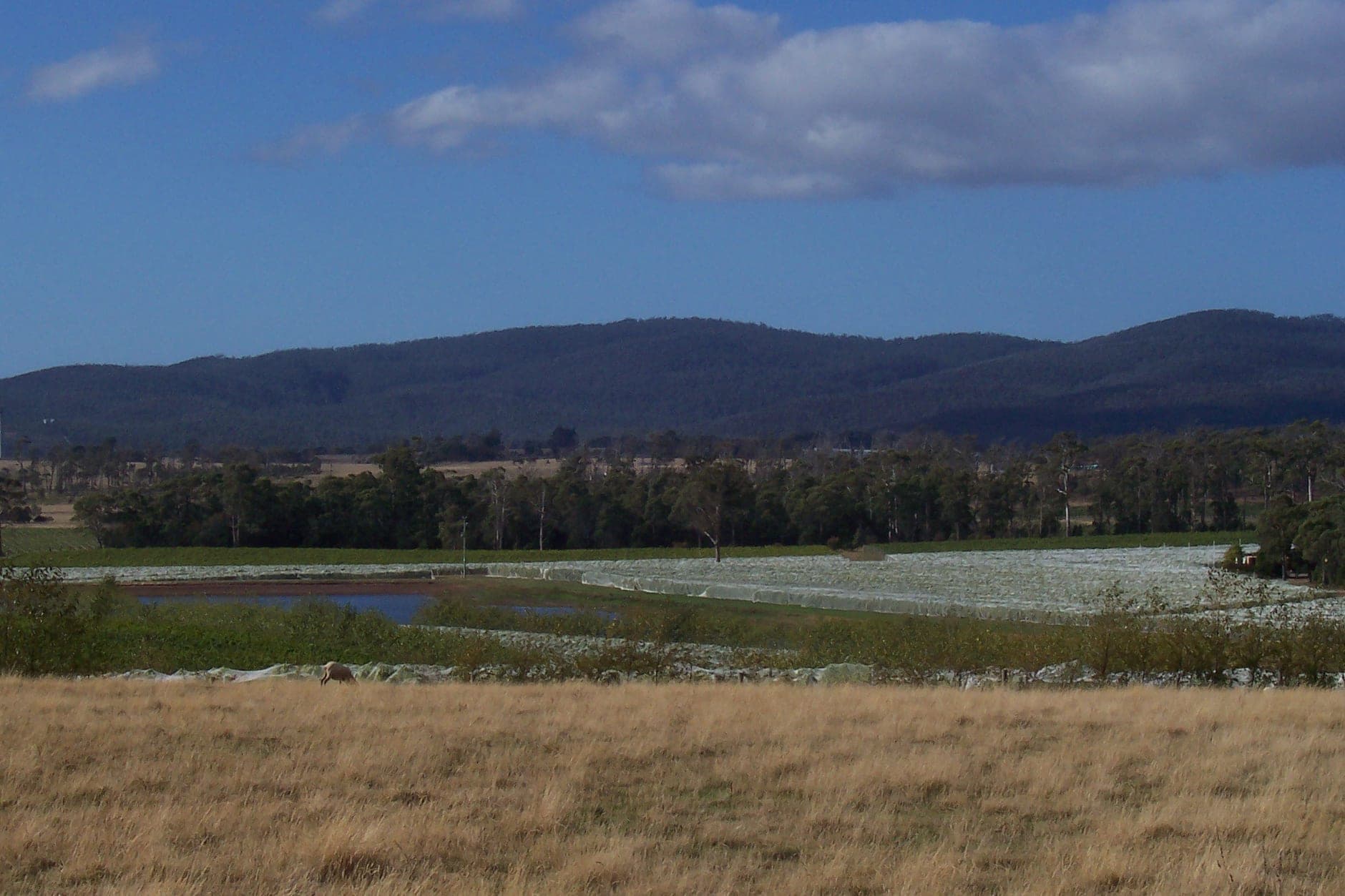 Tamar Valley Wine Travel Guide (Tasmania, Australia)