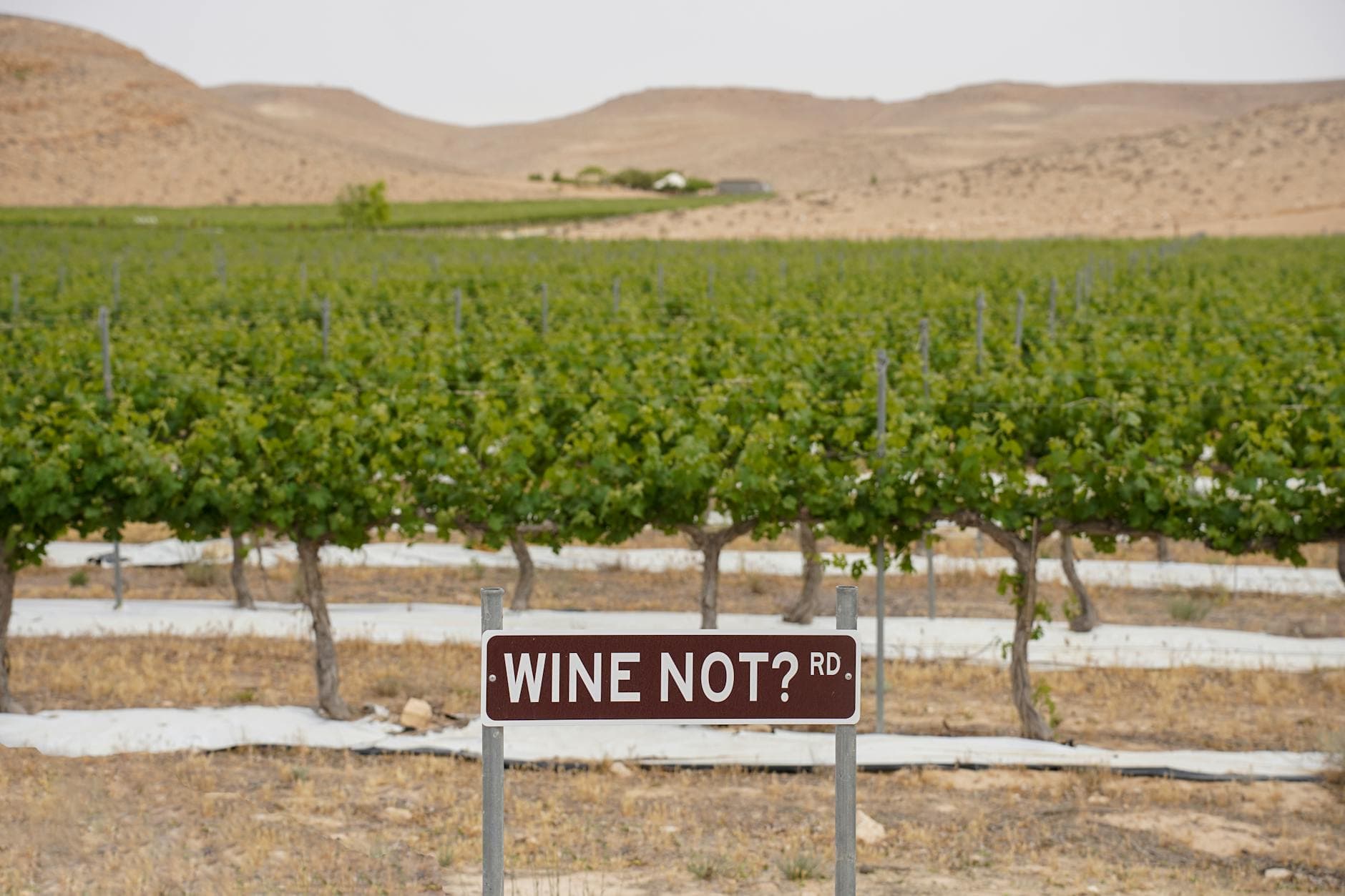 10 Days in South Africa Wine Country — Cape Winelands Road Trip