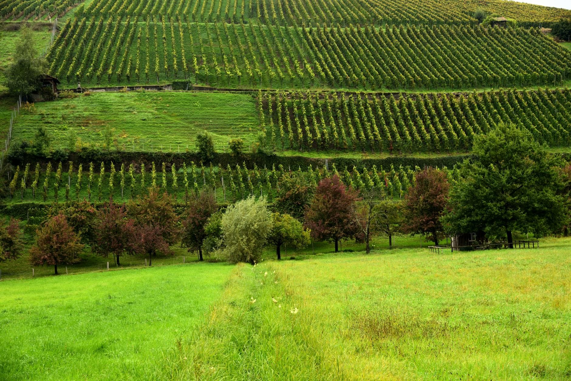 Where to Stay in Sicily Wine Country: Complete 2026 Guide