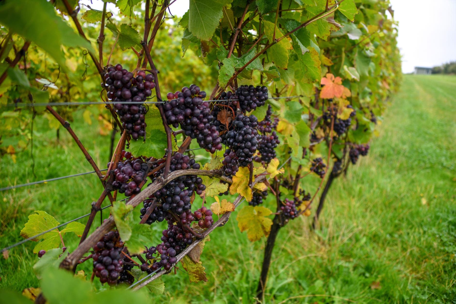 East and South of Orange Wine Travel Guide (Rhône Valley, France)