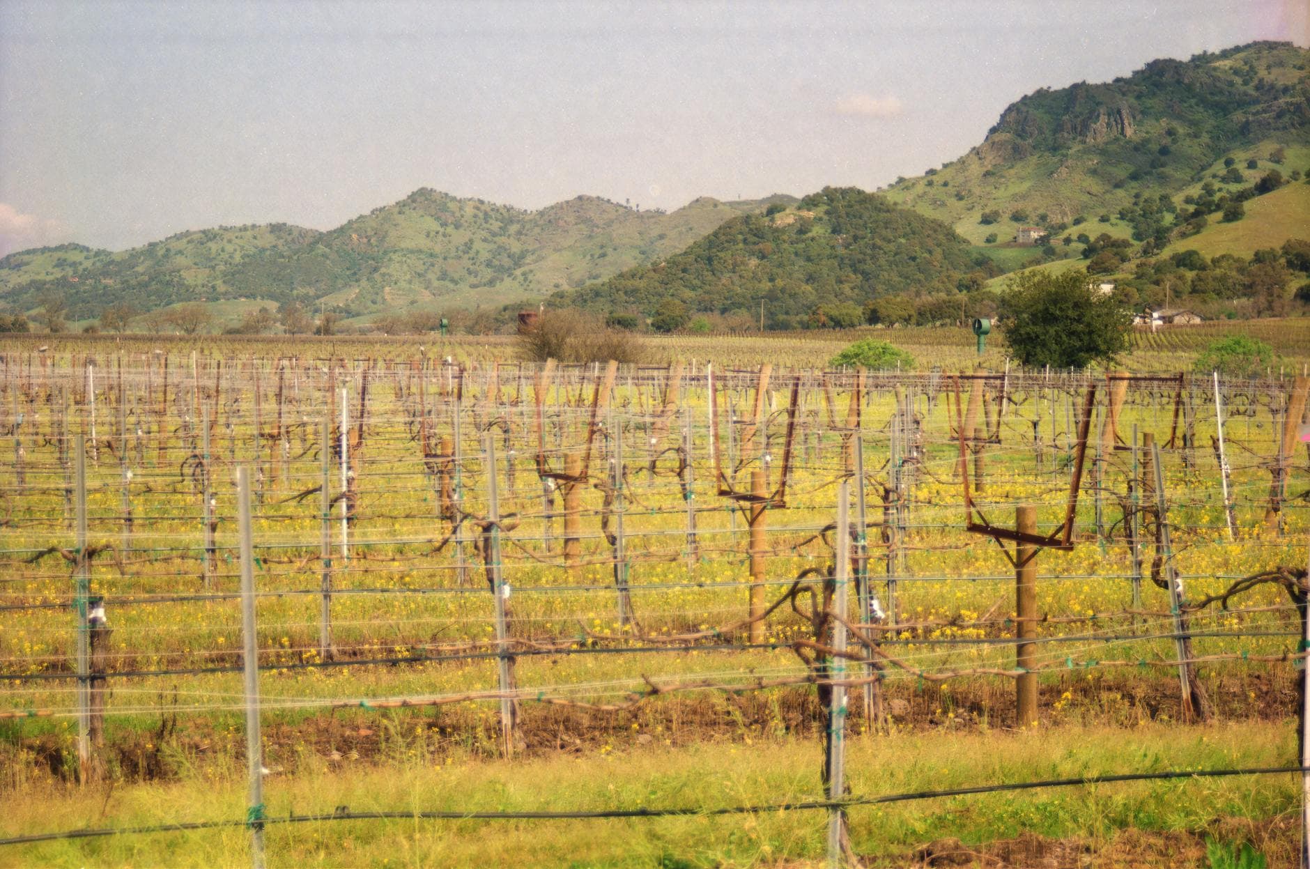 Tain-l'Hermitage & Hermitage: The Rhône's Most Legendary Wines