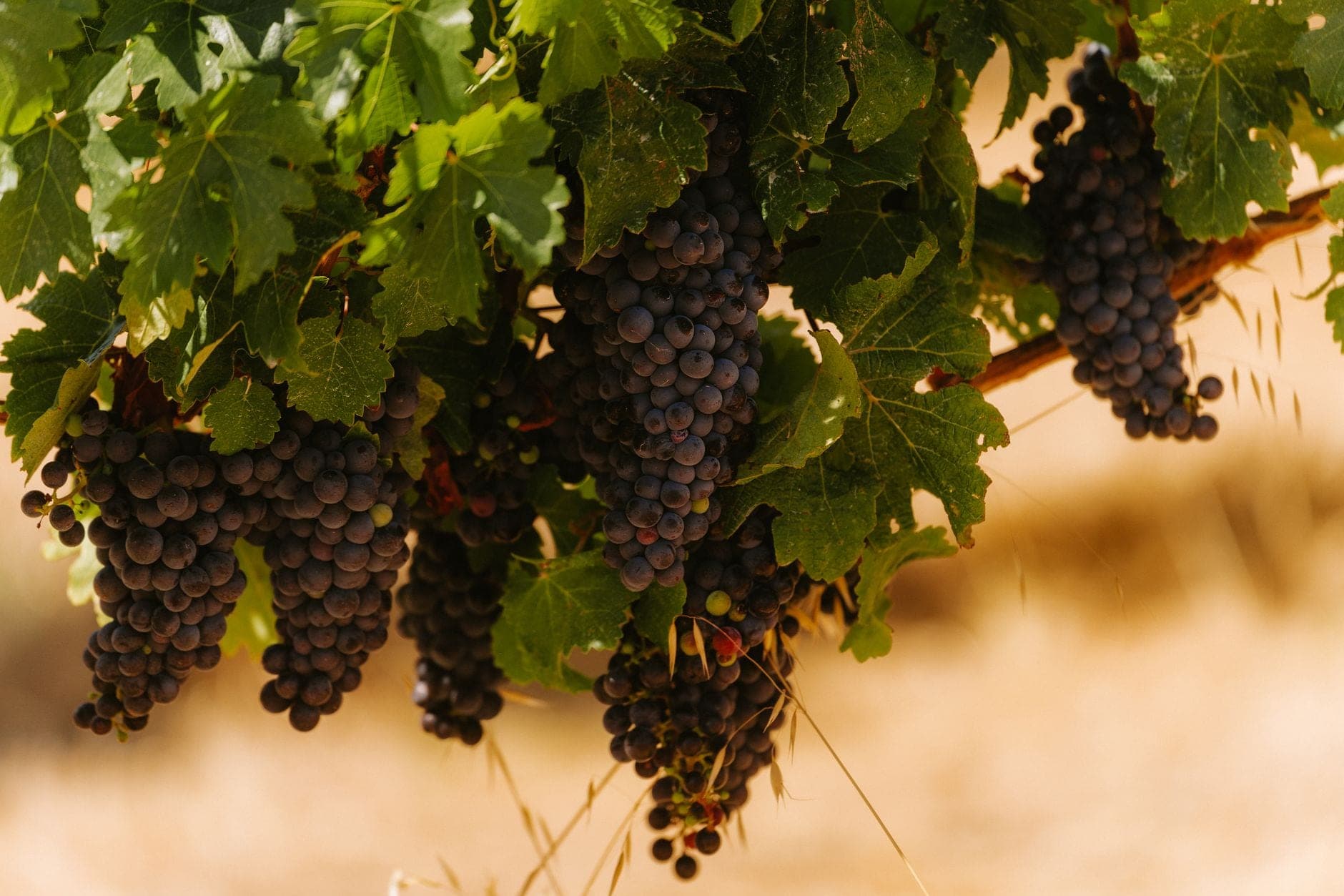 Western Ribera Wine Travel Guide (Ribera del Duero, Spain)