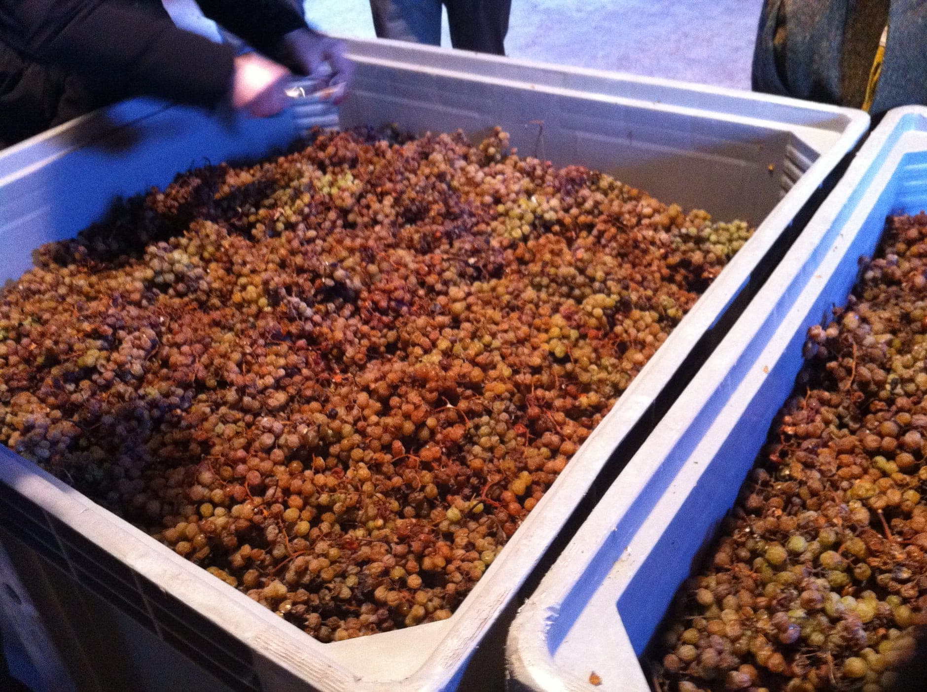 Trentino Wine Travel Guide (Trentino-Alto Adige, Italy)