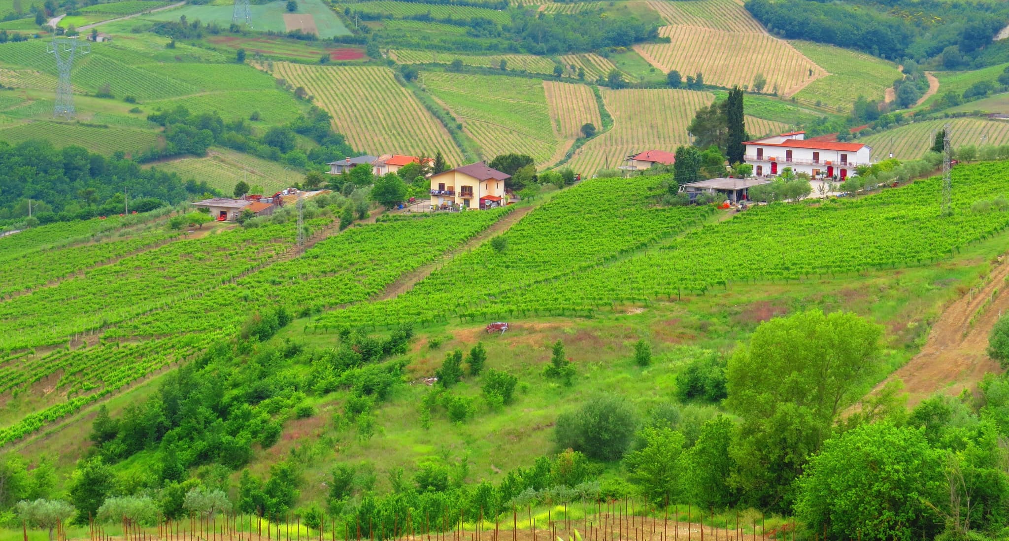 Greco di Tufo Wine Travel Guide (Campania, Italy)