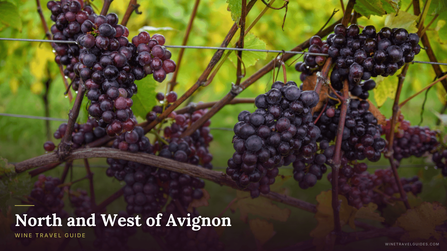 North and West of Avignon Wine Travel Guide (Rhône Valley, France)