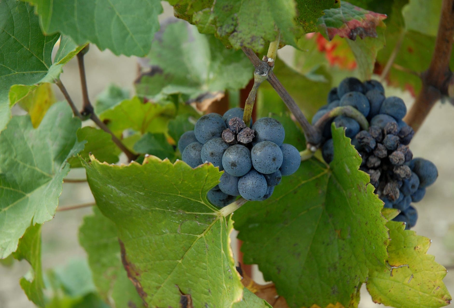 Oltrepò Pavese Wine Travel Guide (Lombardy, Italy)