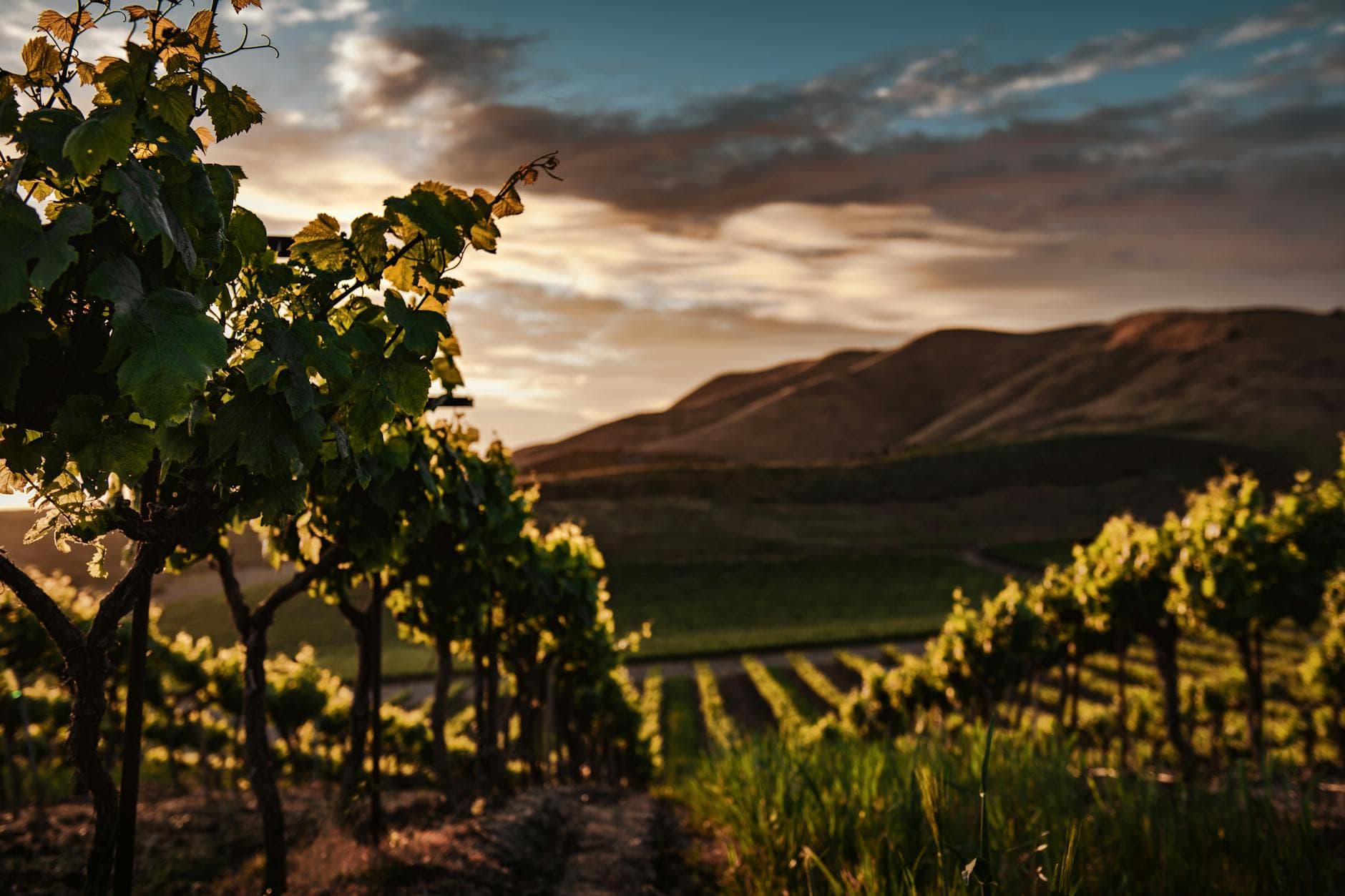 15 Best Wineries to Visit in Willamette Valley (2026 Guide)