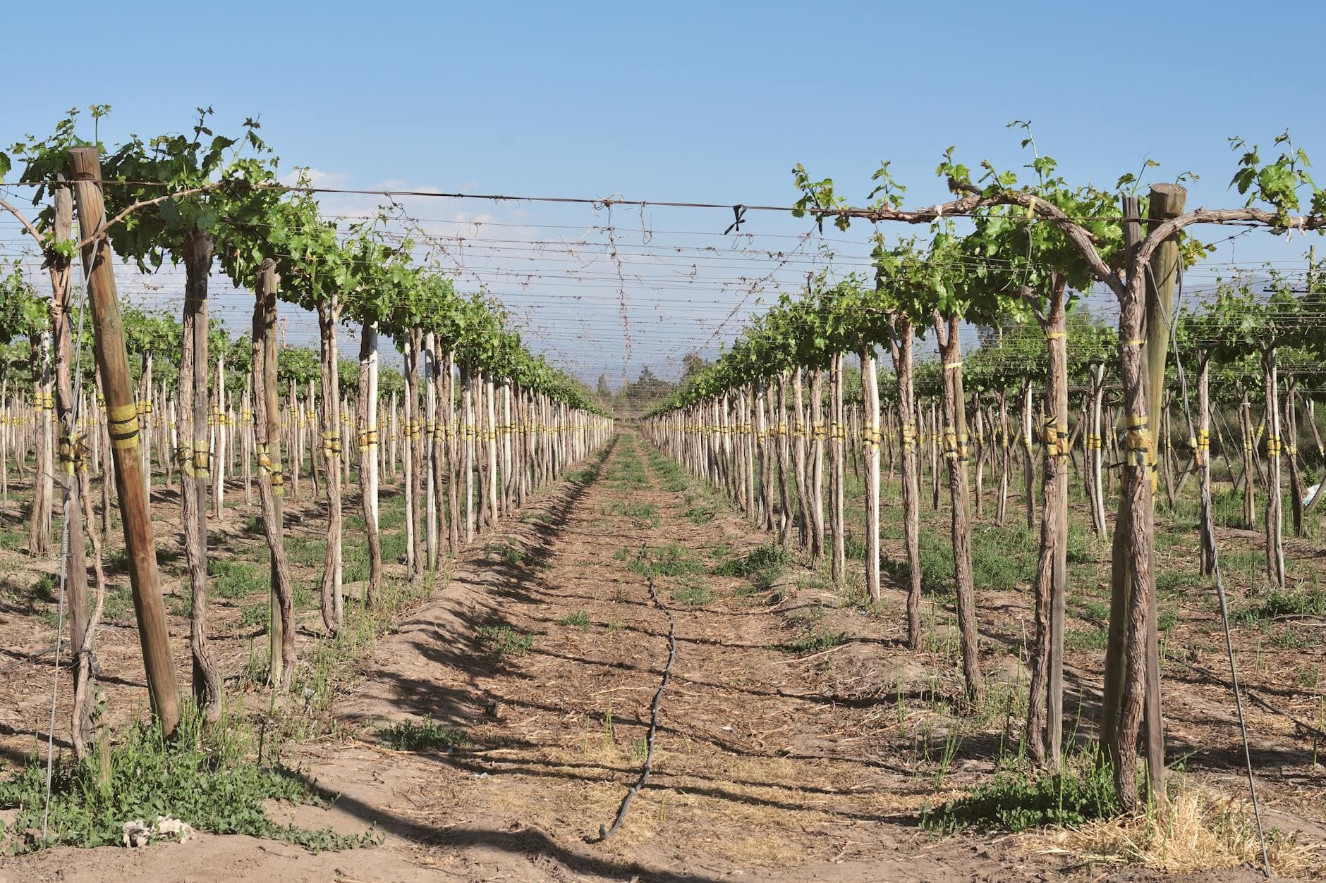 7 Days in Chilean Wine Country — Maipo, Colchagua, Casablanca