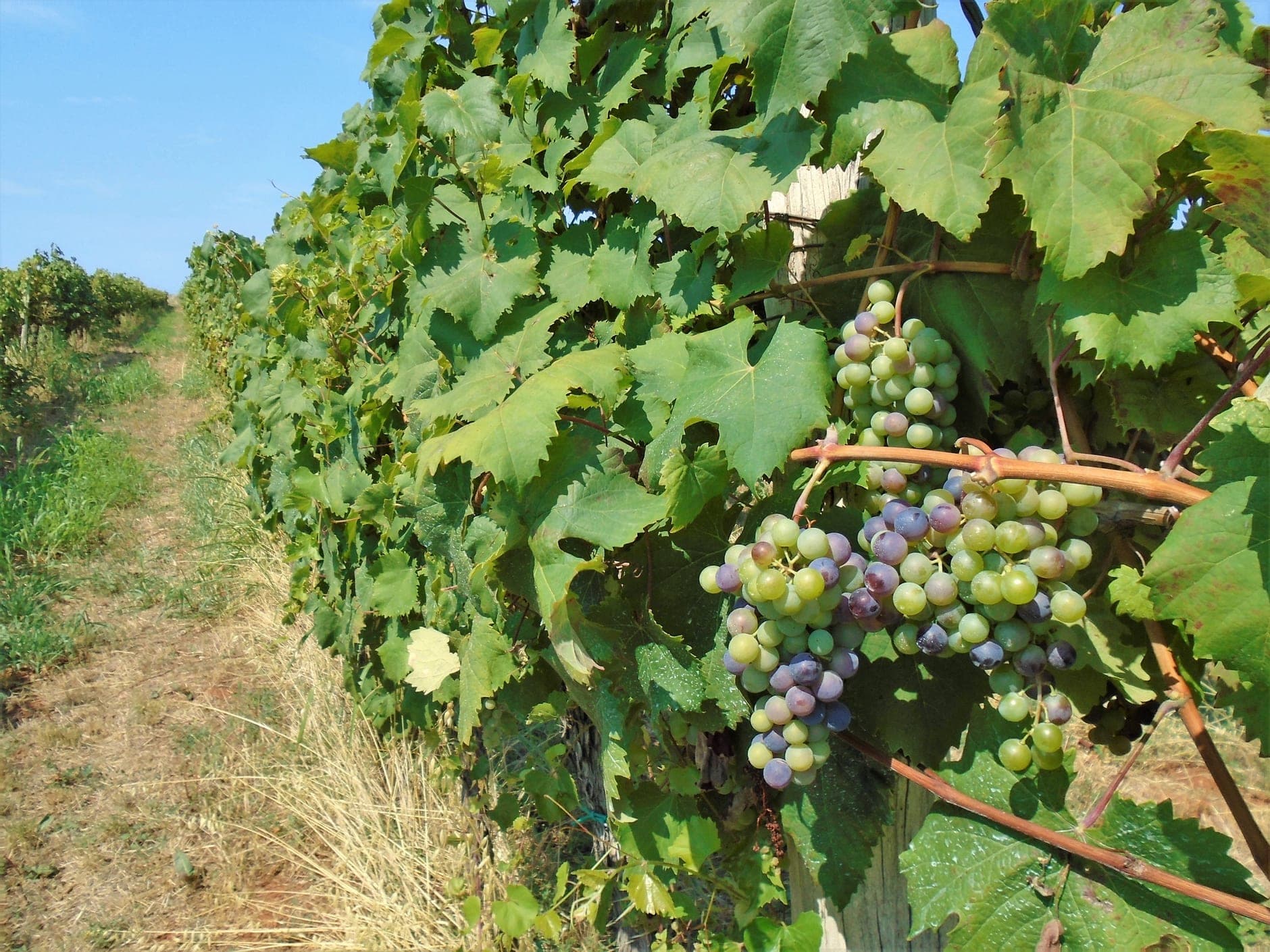 Western Istria Wine Travel Guide (Istria, Croatia)