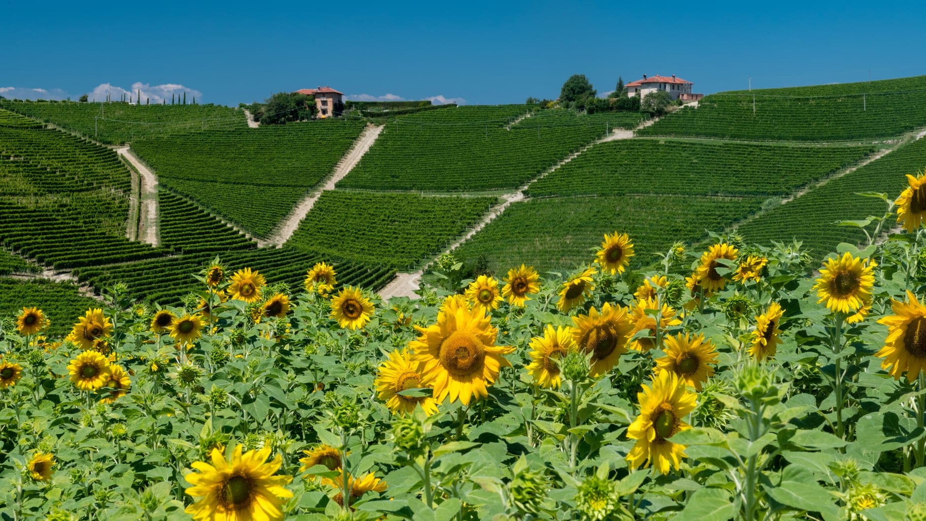 Piedmont