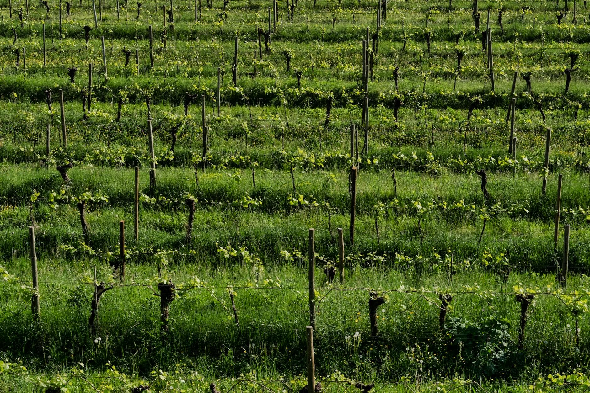 Where to Stay in Abruzzo Wine Country: Complete 2026 Guide