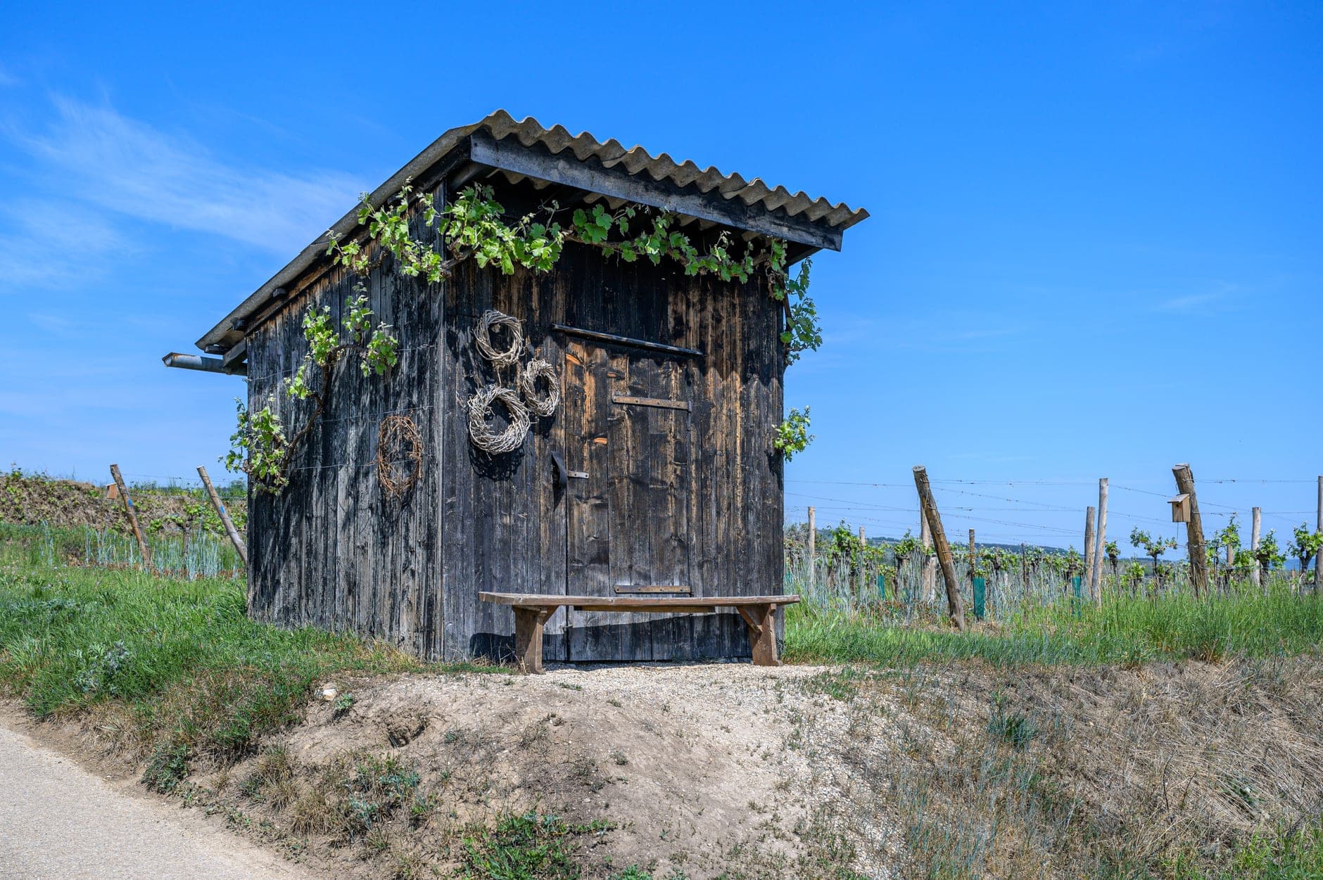 Kamptal Wine Travel Guide (Niederösterreich, Austria)