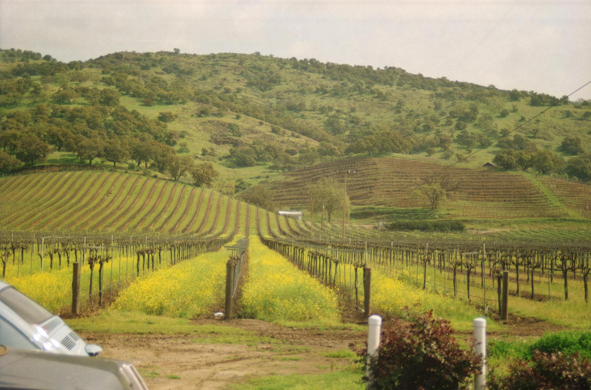 Napa vs Sonoma: Where Should You Go?