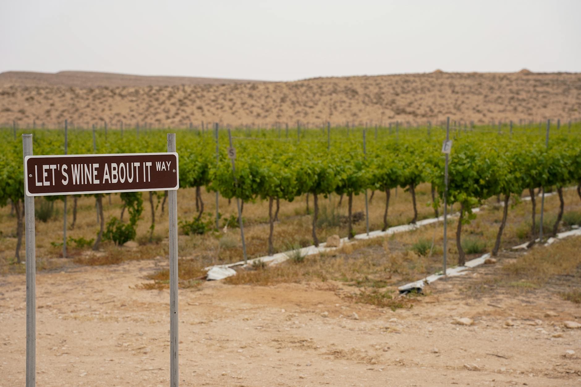 Barossa Valley vs McLaren Vale — South Australia Wine Regions Compared