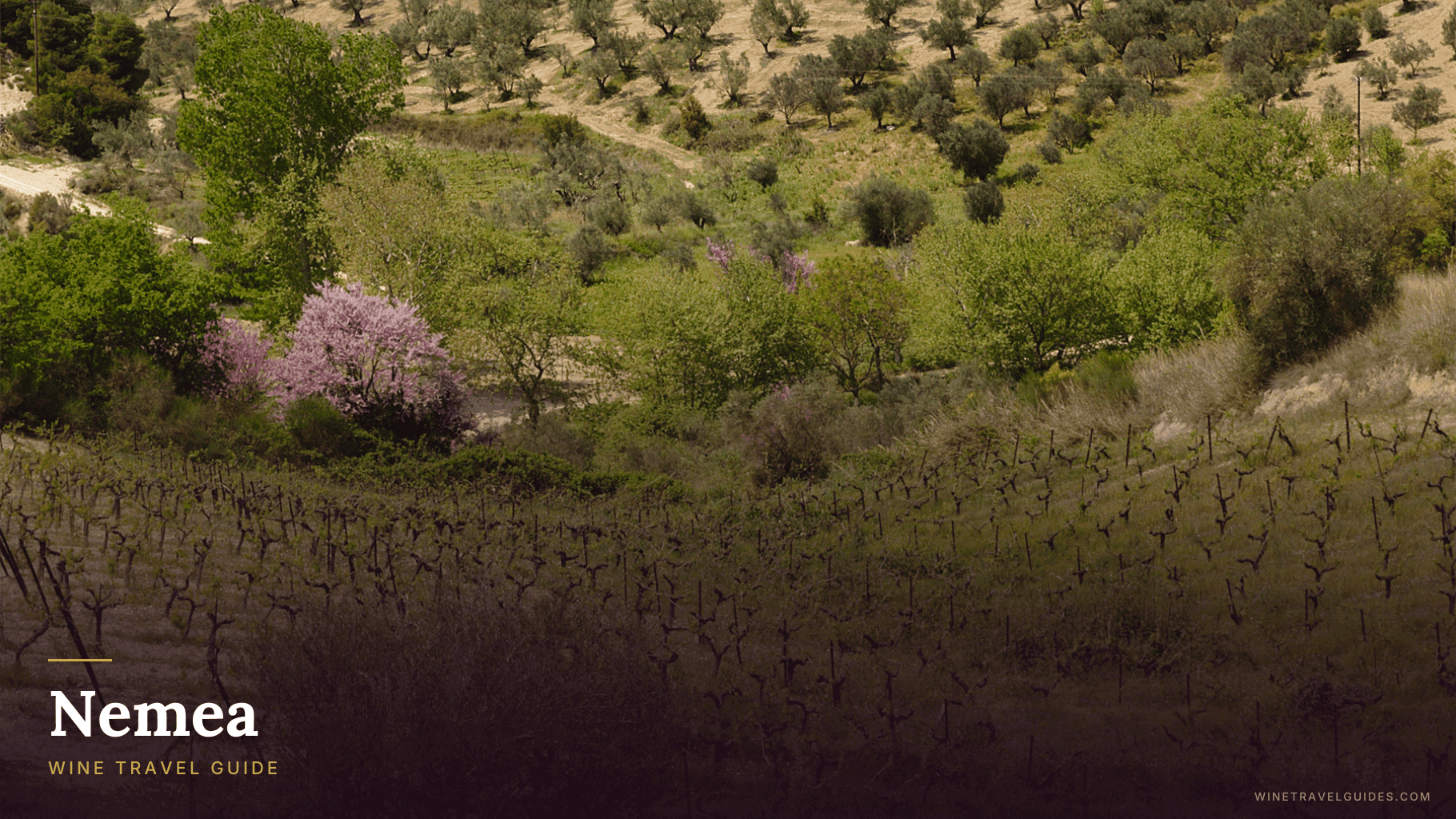Nemea Wine Travel Guide (Peloponnese, Greece)