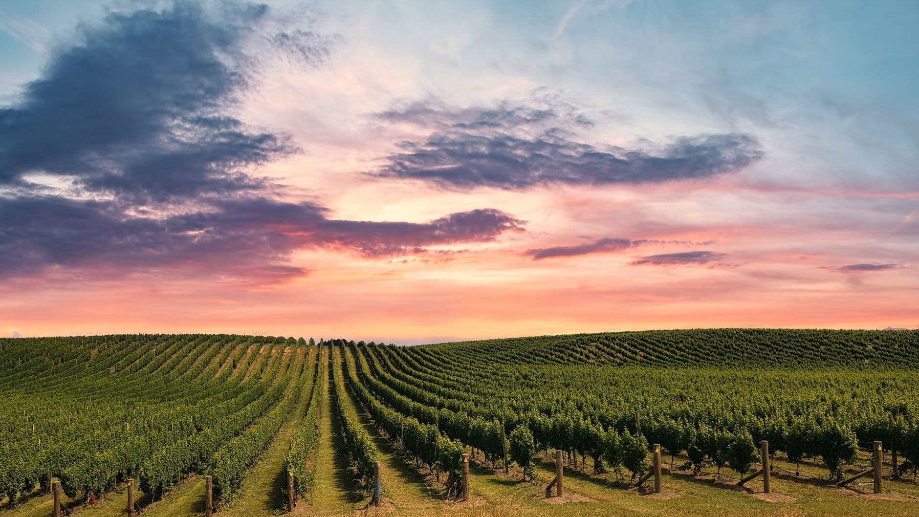 Wairarapa (Martinborough)
