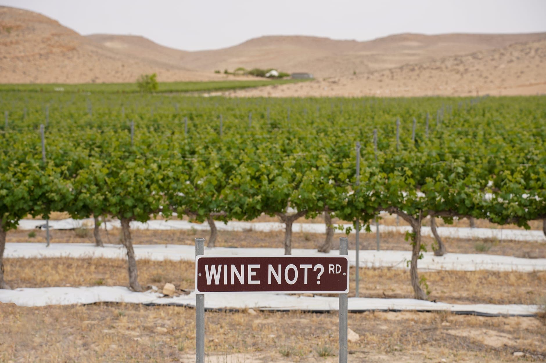 Murfatlar Wine Travel Guide (Dobrogea, Romania)