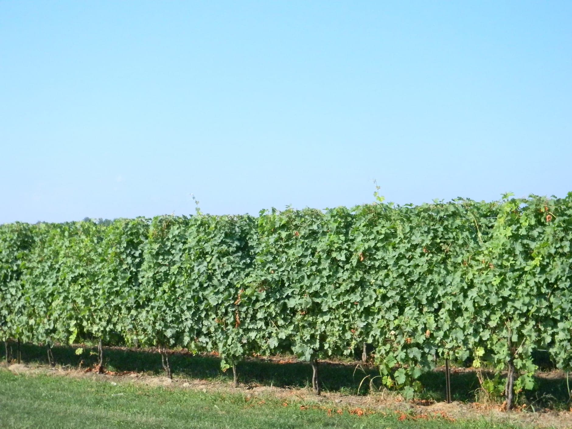 Niagara Peninsula Wine Travel Guide (Ontario, Canada)