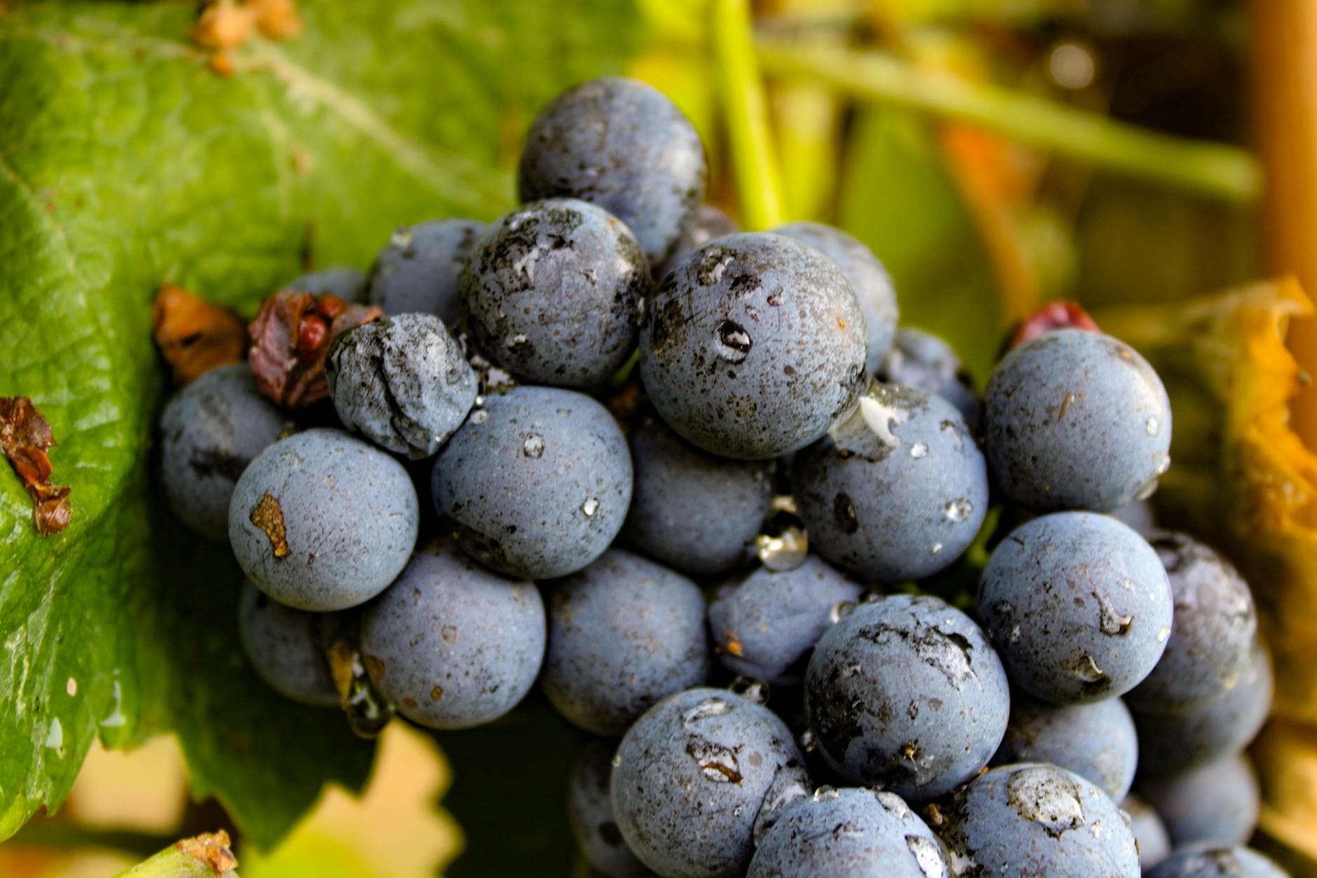 Where to Stay in Piedmont Wine Country: Complete 2026 Guide