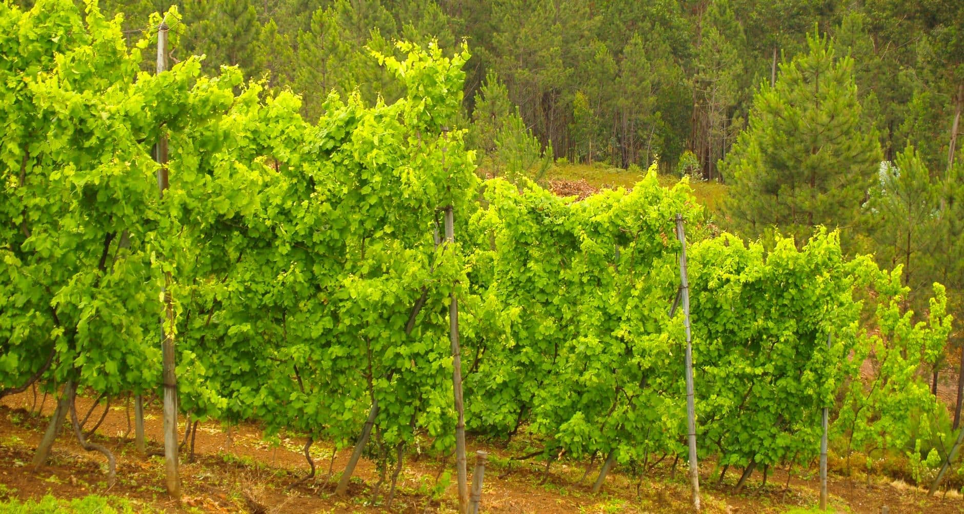 Vinho Verde (Portugal)