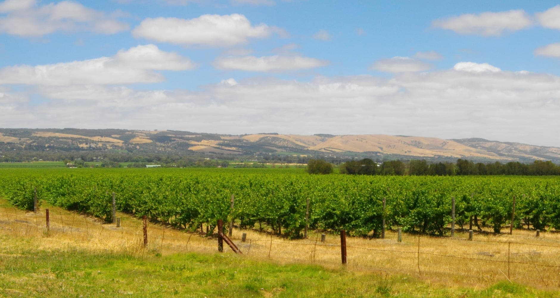 McLaren Vale Wine Travel Guide (South Australia, Australia)