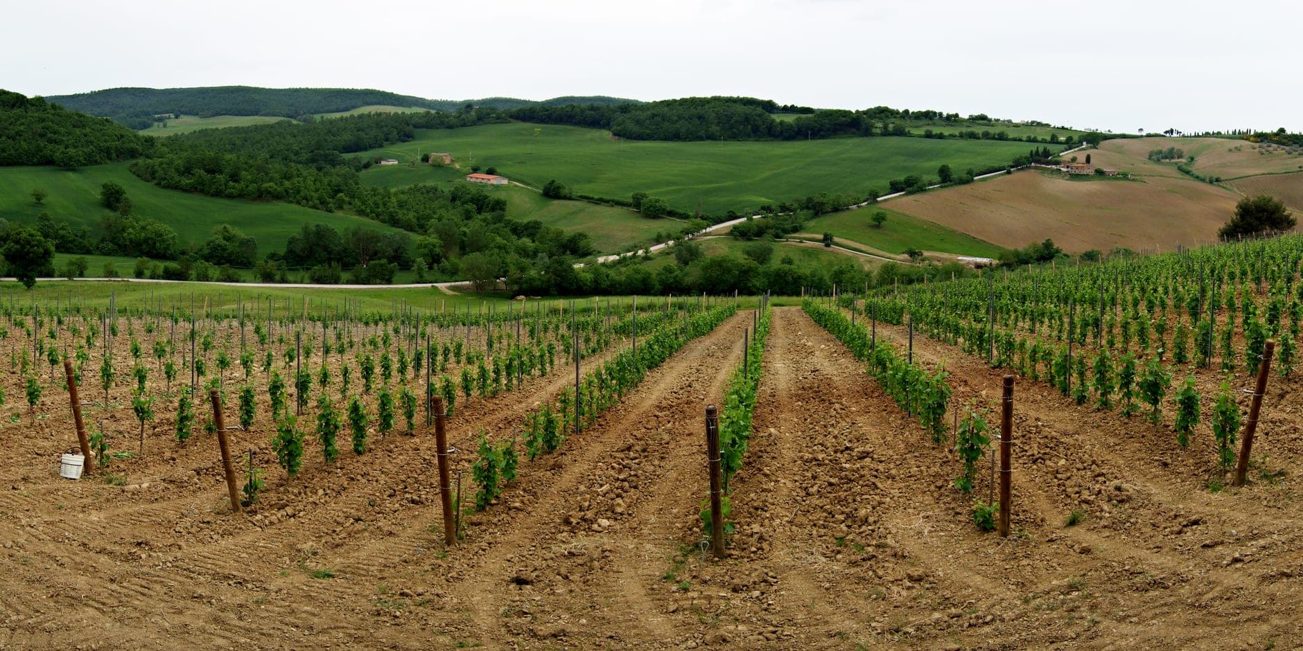 Vino Nobile di Montepulciano Wine Travel Guide (Tuscany, Italy)