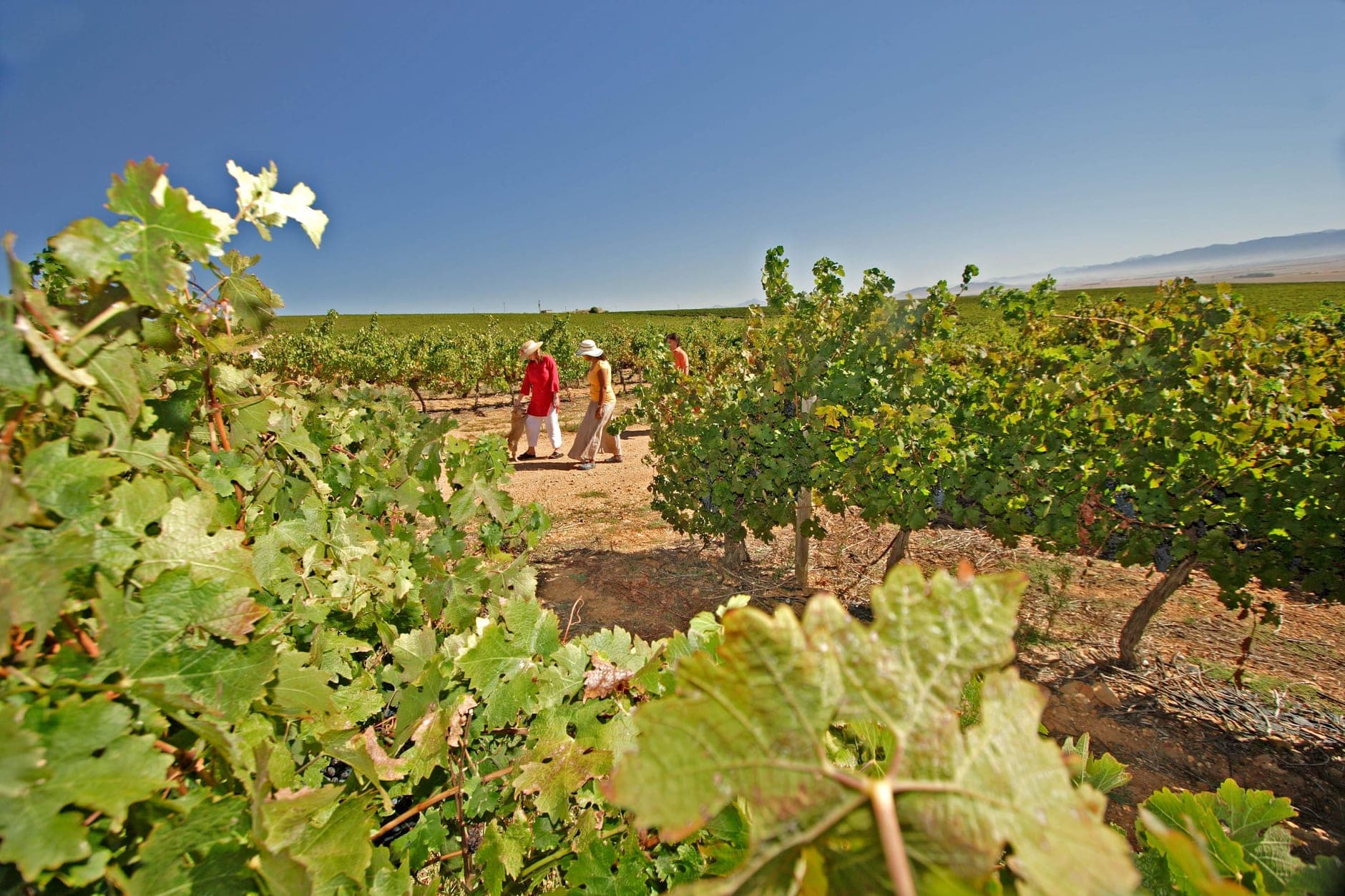 Swartland Wine Travel Guide (Western Cape, South Africa)