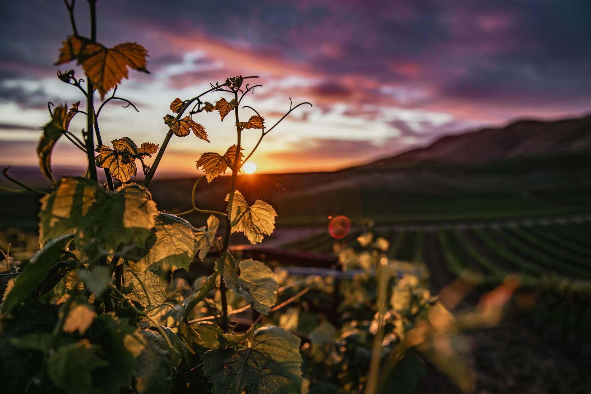 Where to Stay in Paso Robles Wine Country