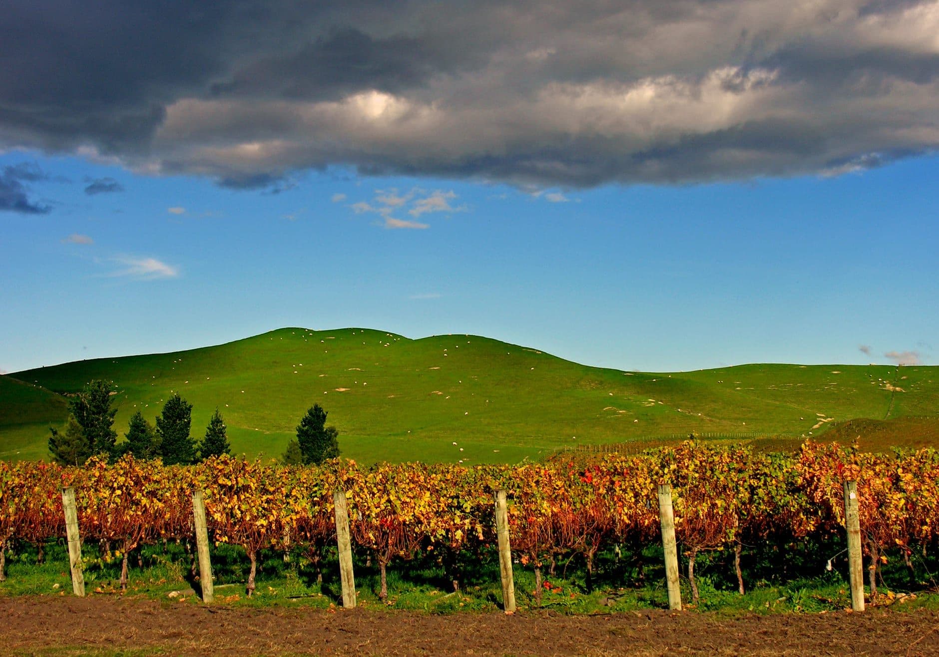 Hawke's Bay Wine Travel Guide (North Island, New Zealand)