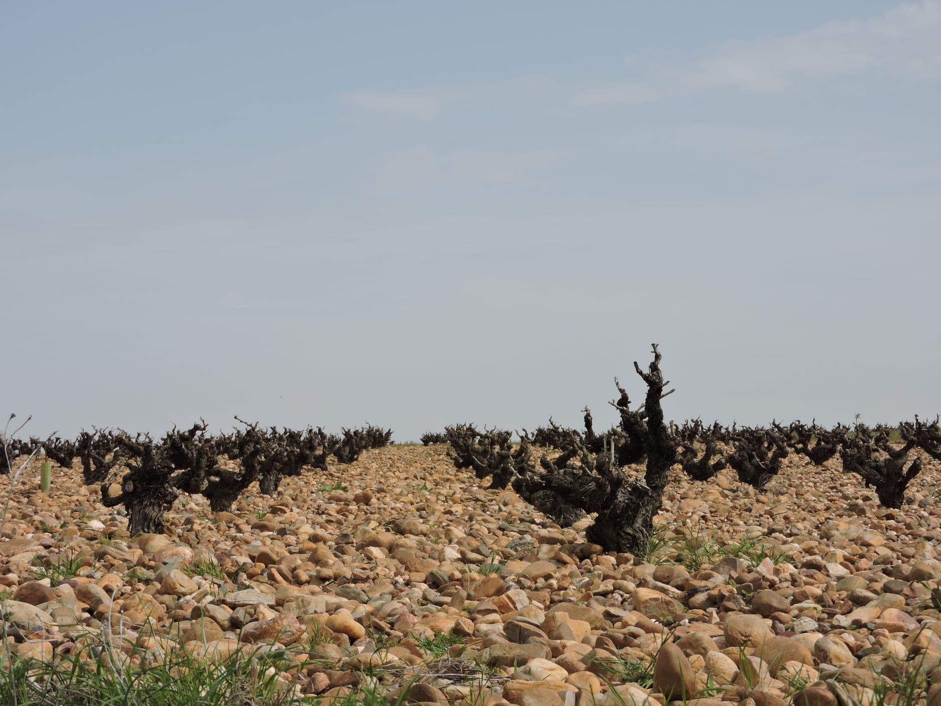 Toro Wine Travel Guide (Castilla y León, Spain)