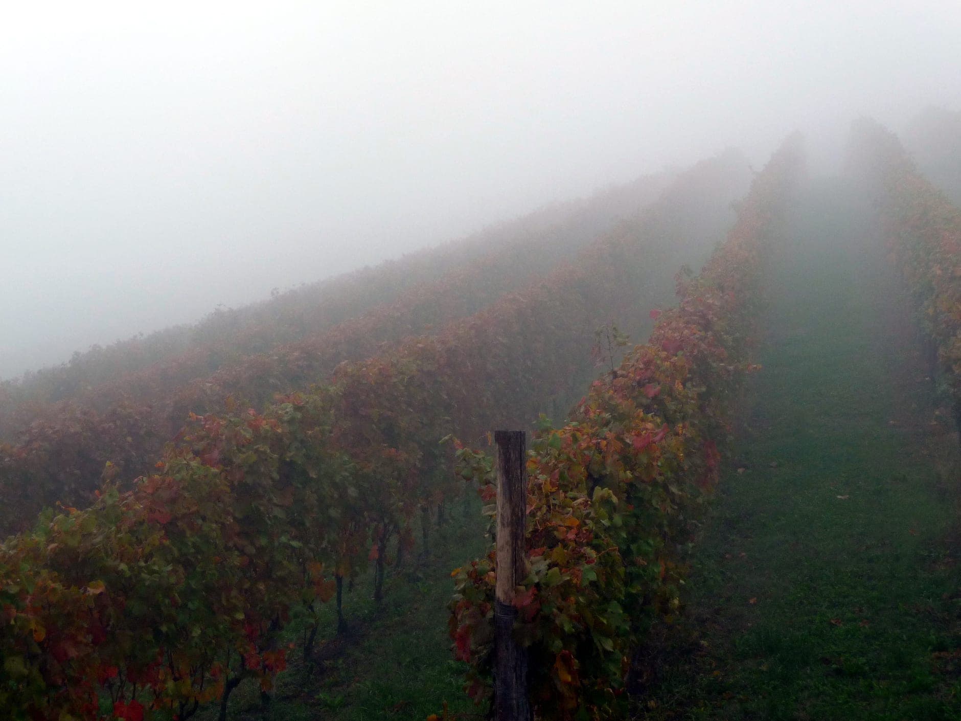 Langhe Wine Travel Guide (Piedmont, Italy)