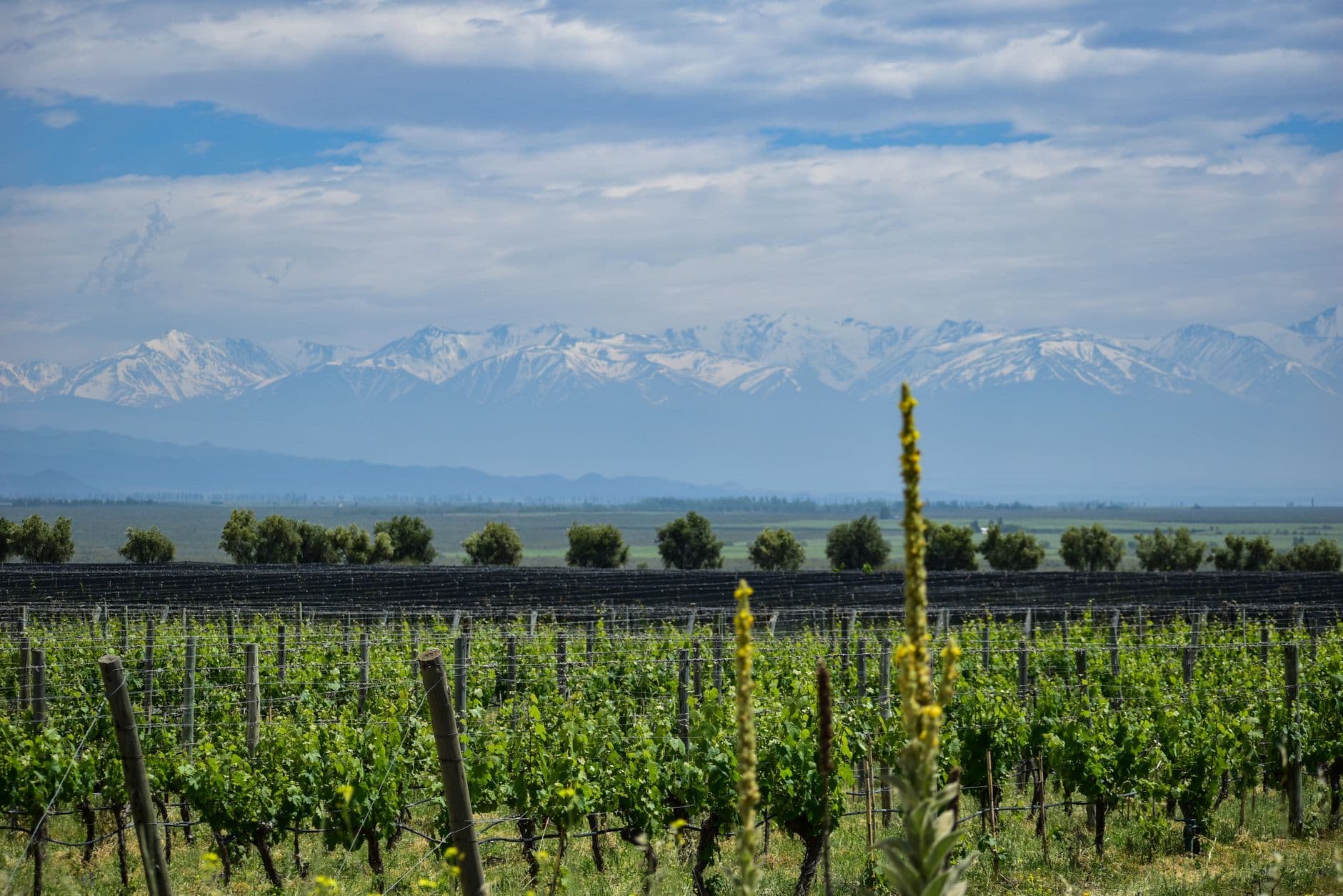Uco Valley Wine Travel Guide (Mendoza, Argentina)