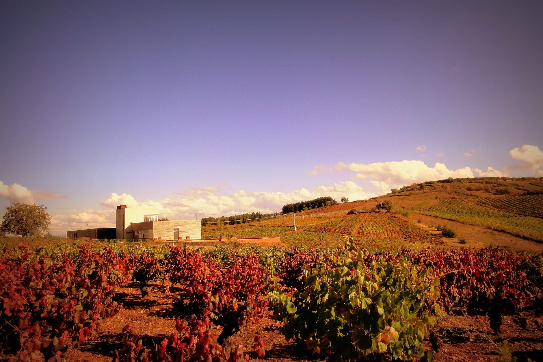 Bierzo Wine Travel Guide (Castilla y León, Spain)