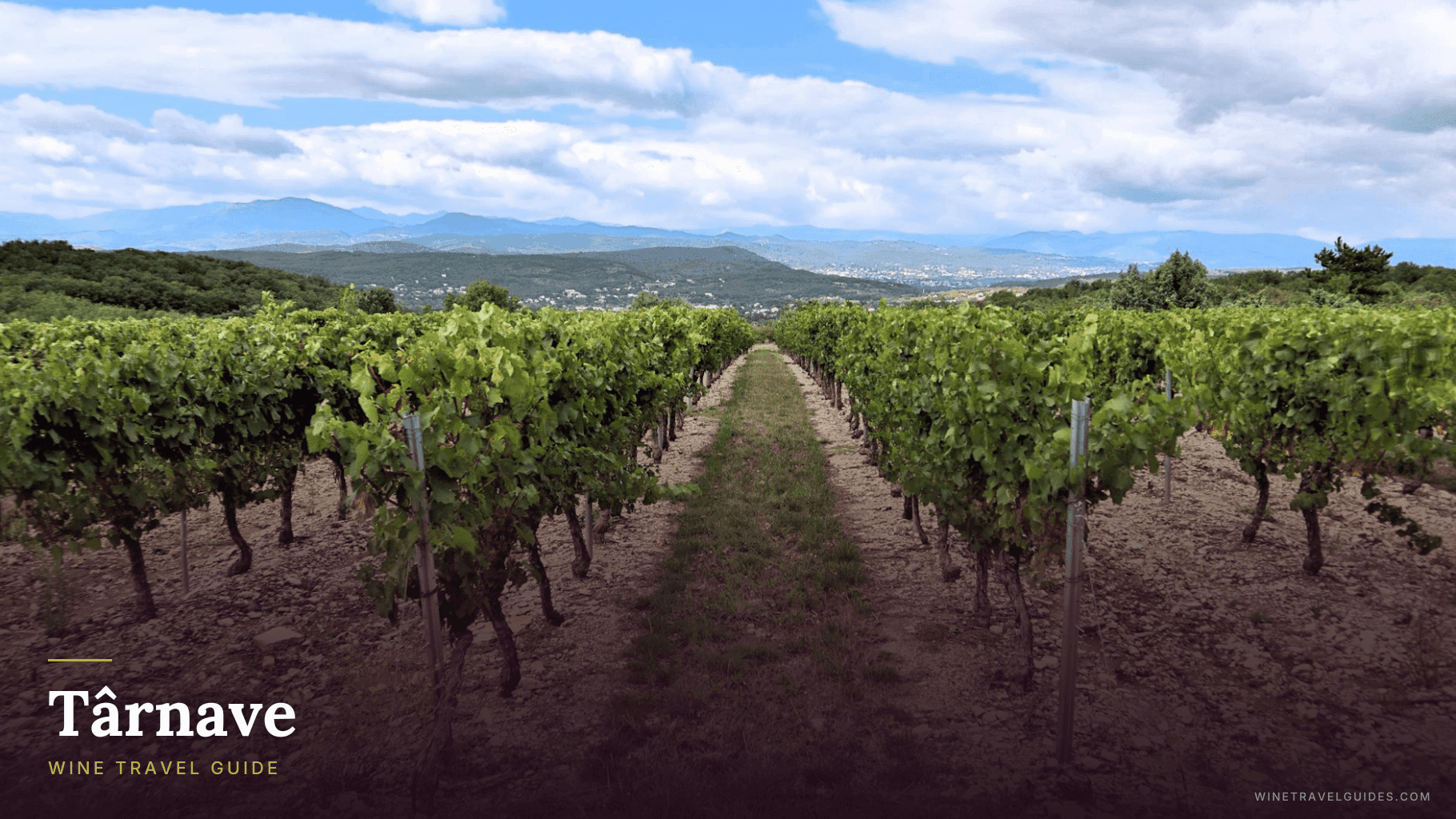 Târnave Wine Travel Guide (Transylvania, Romania)