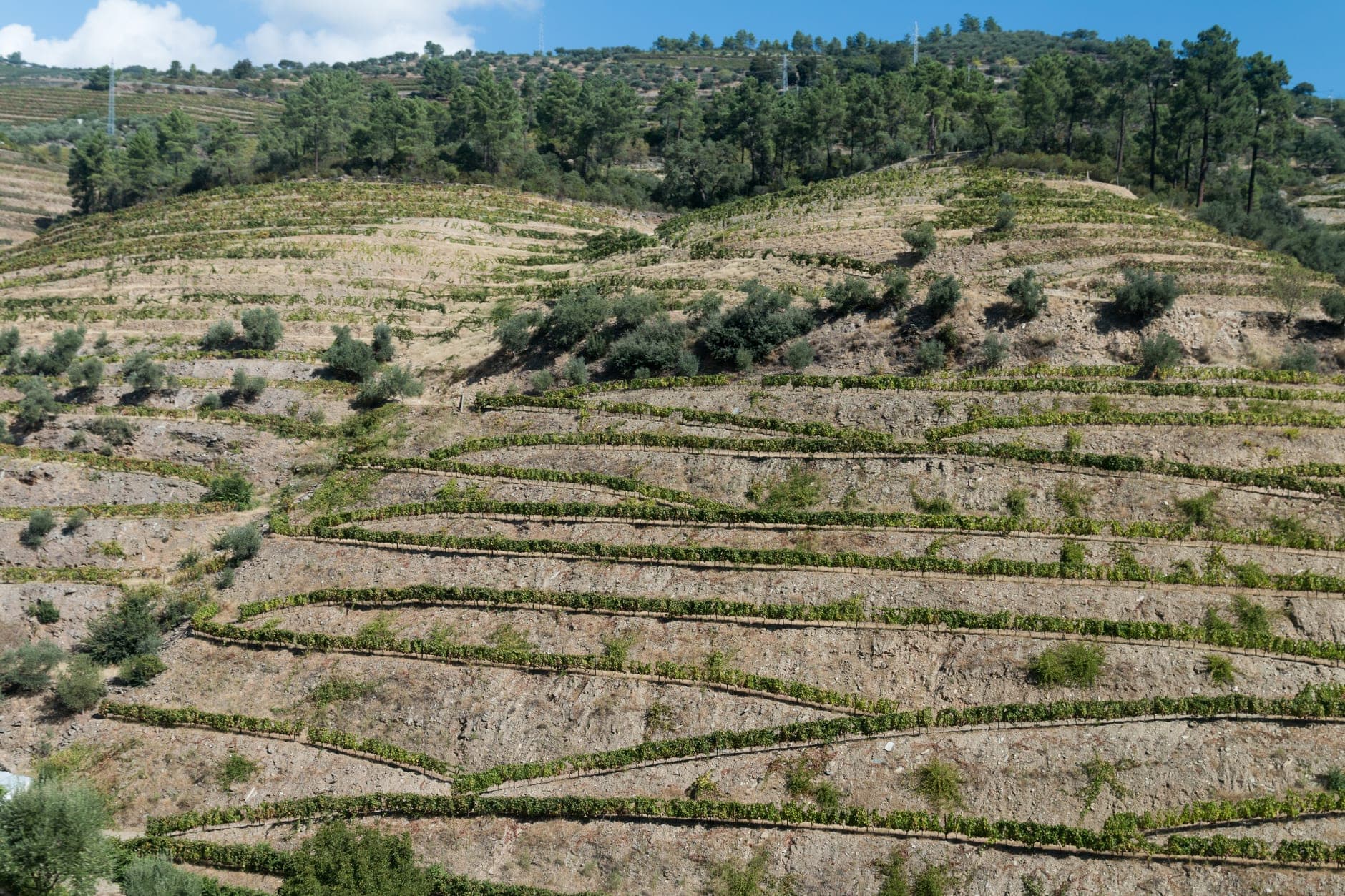 Alto Douro Wine Travel Guide (Douro Valley, Portugal)