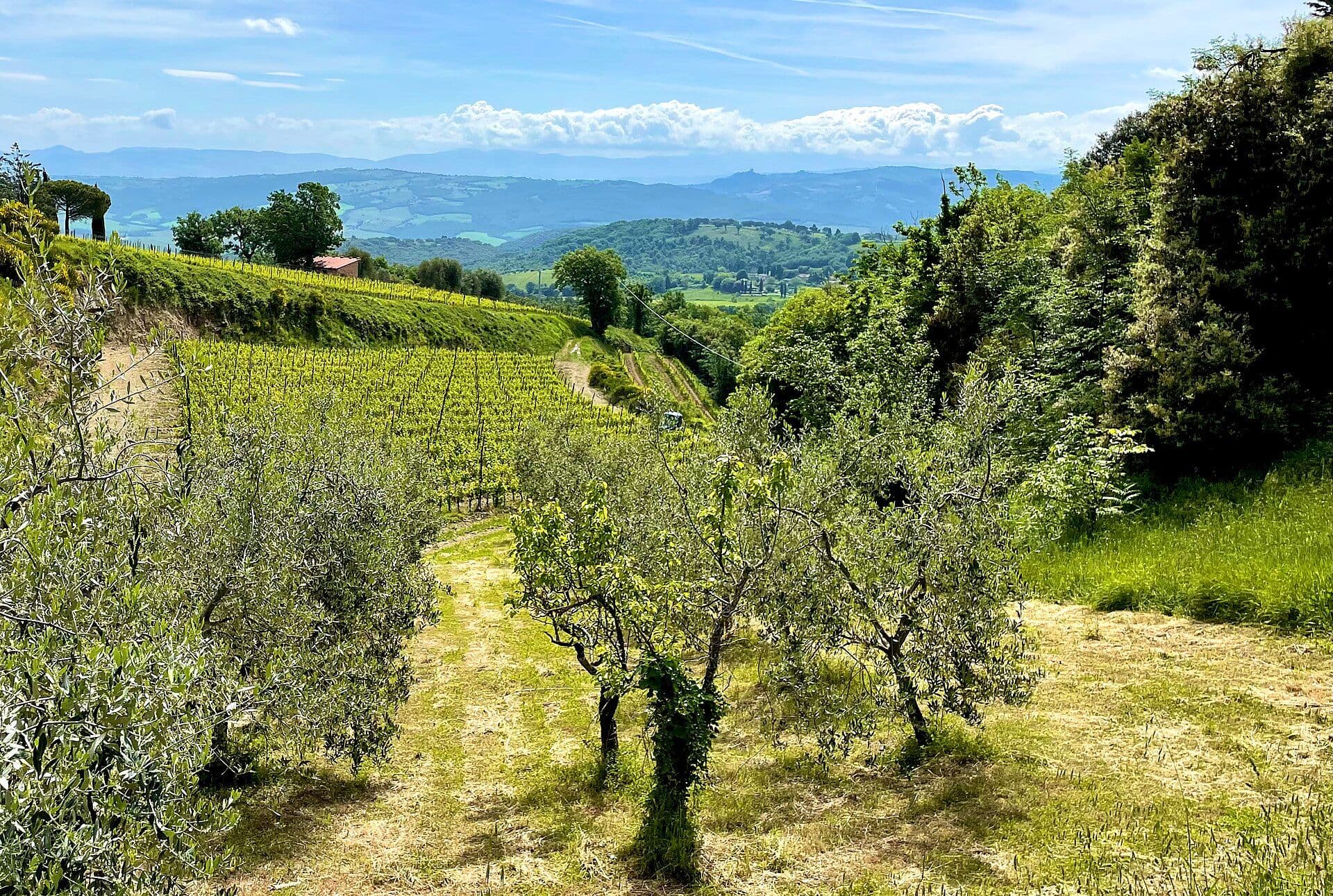 Brunello di Montalcino Wine Travel Guide (Tuscany, Italy)