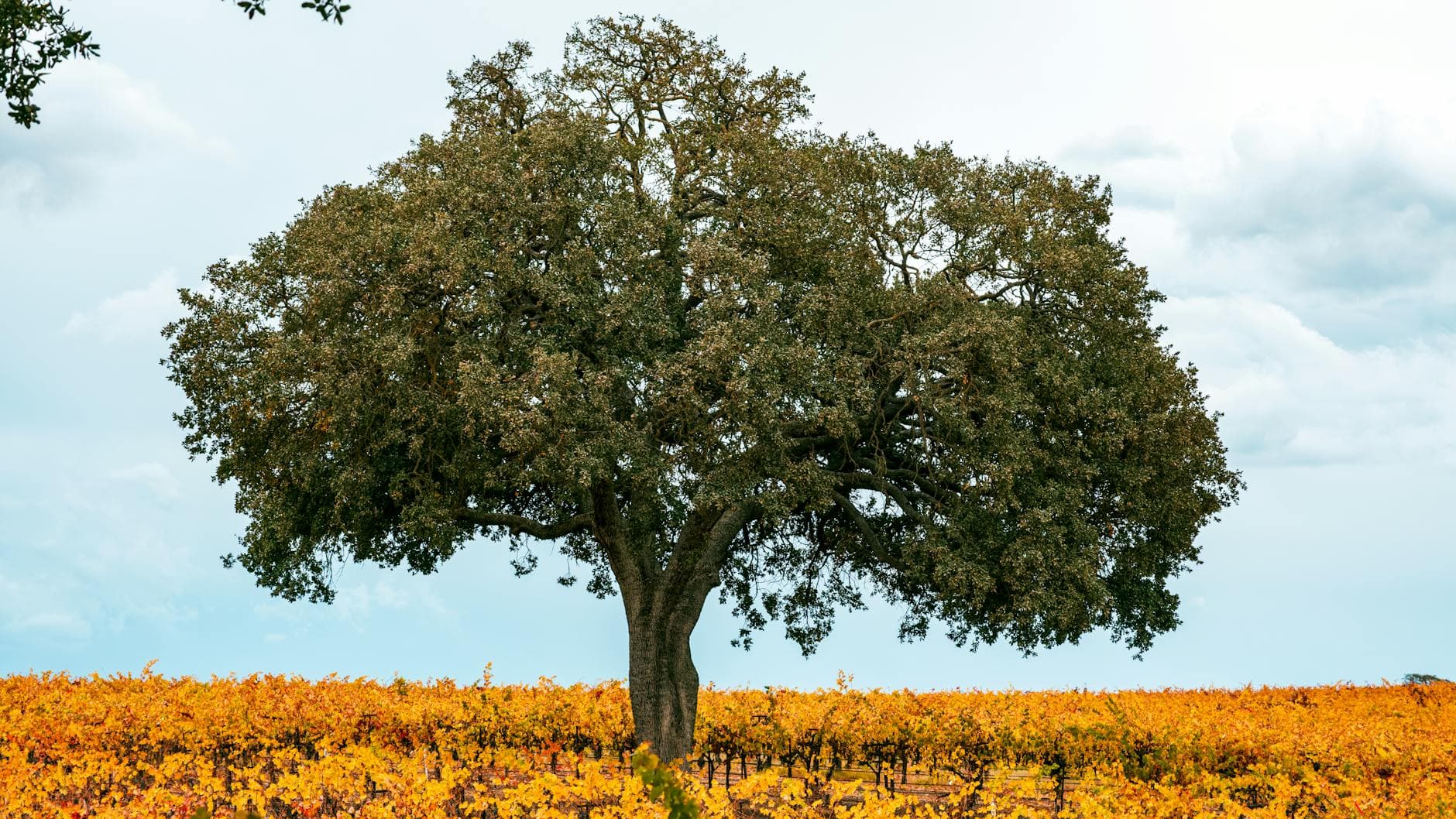 12 Best Wineries to Visit in Paso Robles (2026 Guide)