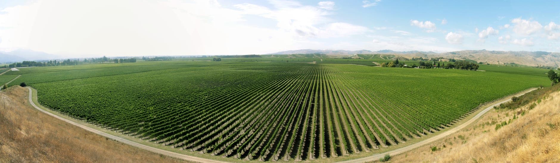 Marlborough Wine Travel Guide (South Island, New Zealand)