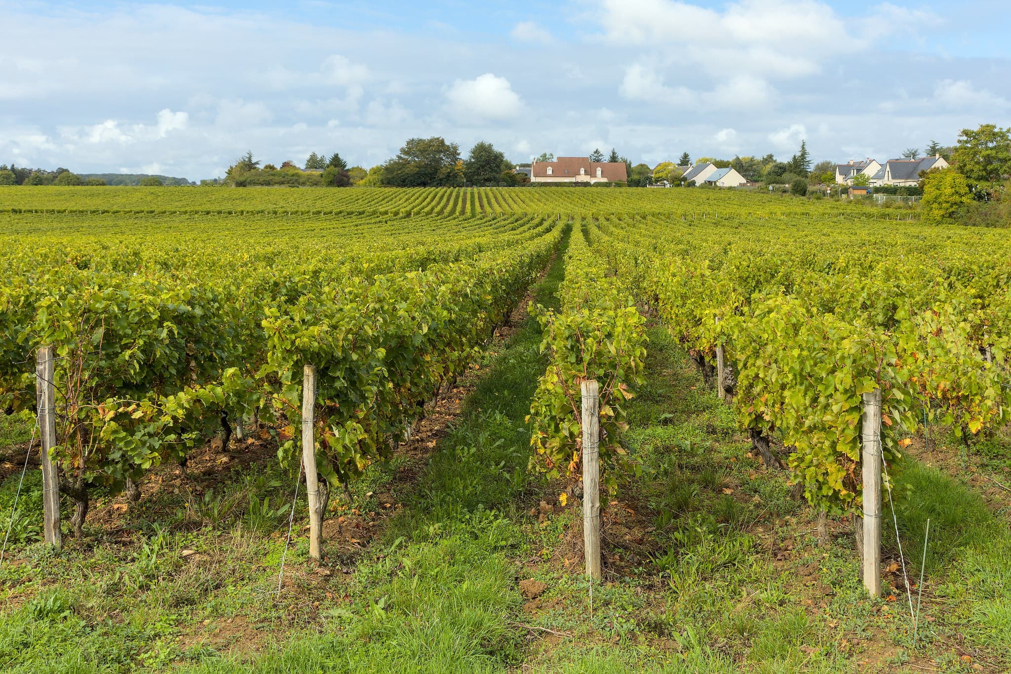 East of Tours Wine Travel Guide (Loire Valley, France)
