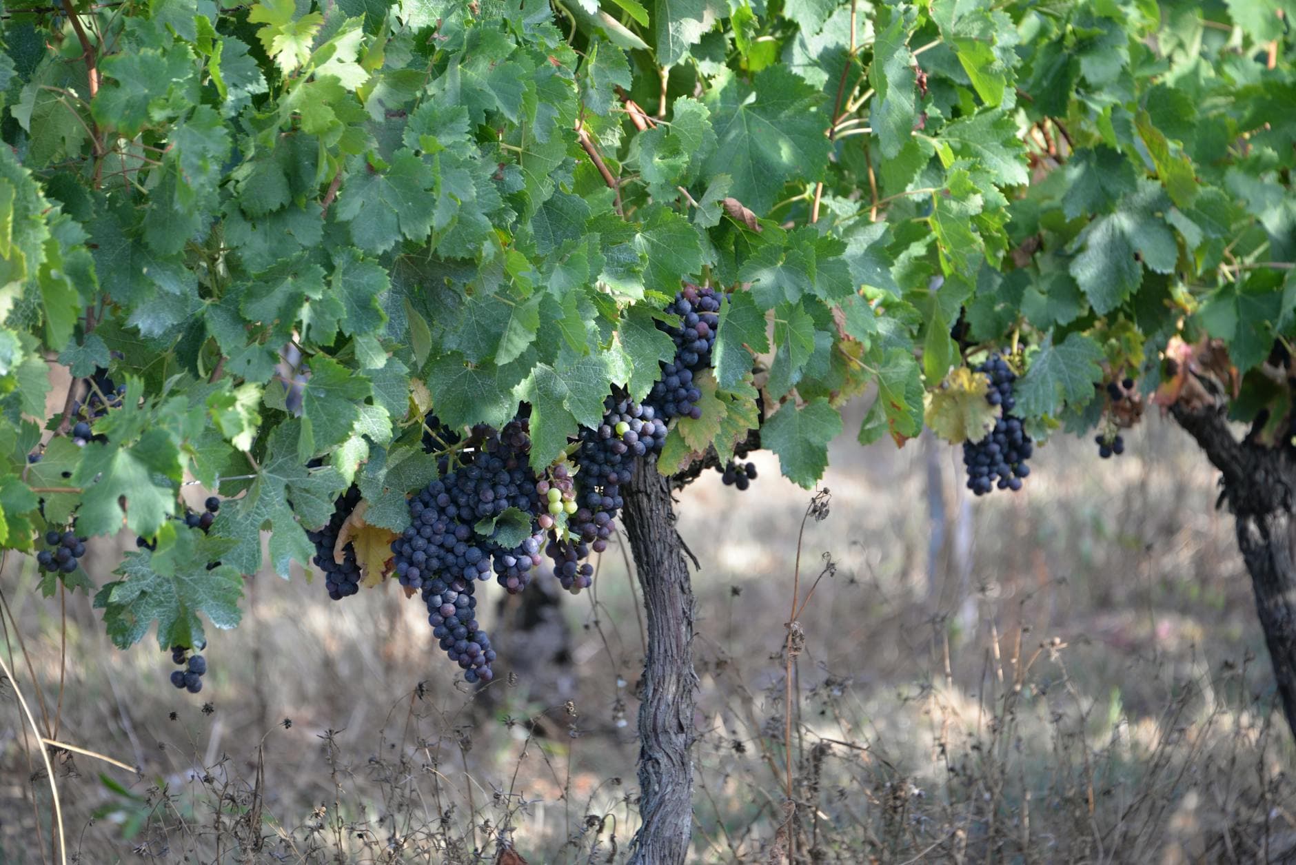 Where to Stay in Catalonia Wine Country: Complete 2026 Guide