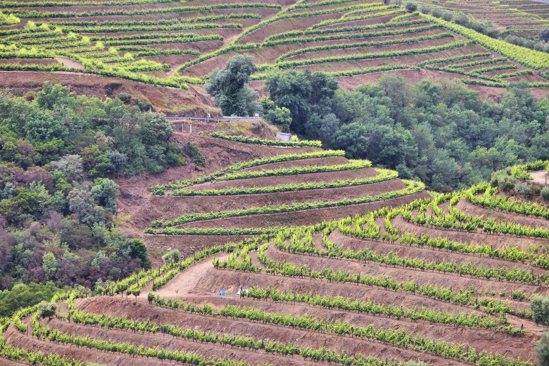 Douro Valley (Portugal)